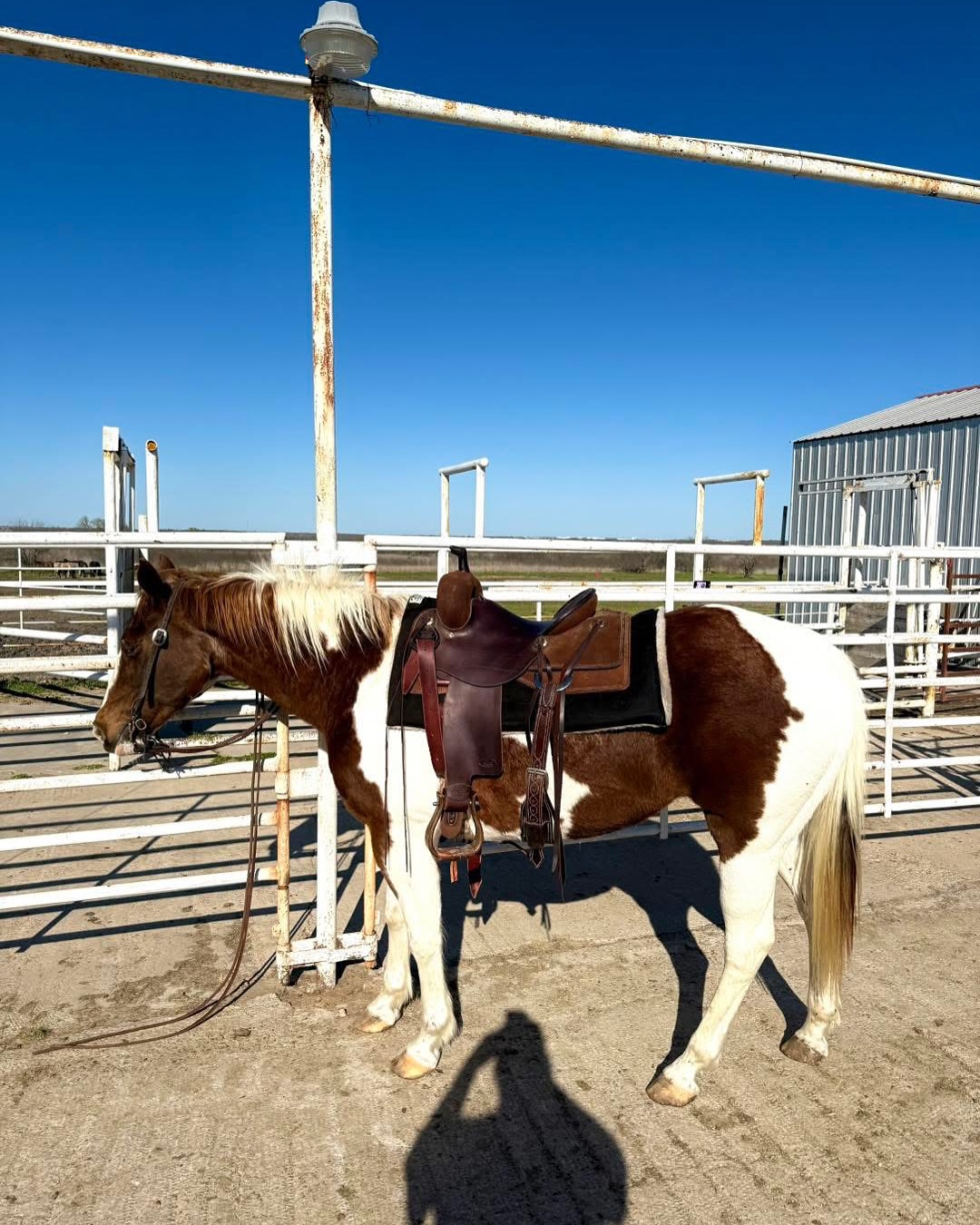 URGENT ‼️
Good morning friends & family! It’s been a few years since we have asked for help with rescuing horses for Legacy Farmstead but here we are 5 years later asking if you feel led to help us RESCUE this beautiful girl!
Her name will be LORELEI 💕. She’s in a kill pen up near Dallas and we have until TOMORROW ‼️ to pay her bail before she is shipped to slaughter. If we all come together with as little or as much as we can we can save her just like we did collectively for horses needing saved 5 years ago!
Her bail is $2,450. 💰 UPDATE: $1,810 to go!
We’ve had a hard year this last year with losing a couple of our most loved horses I haven’t even been able to post about yet but will soon. So we need another incredible horse to continue Legacy Farmstead’s mission in doing equine assisted learning with active duty, veteran, and first responder families battling through ptsd and chronic stress. God is the ultimate healer, and it’s a beautiful way how He uses horses to be apart of that.
On top of that God has opened up the doors for us to begin offering therapeutic horseback riding on a ranch just down the road that’s almost 400 acres!!! Lorelei has been trail ridden her entire life and will be the PERFECT horse for us to begin offering a new program that includes horseback not just groundwork. We trust God’s timing and plan, and this one we didn’t even see coming. So thank you for helping us save her and give her a new purpose in life to help save our heroes and their families!
If you donate to her rescue you can deduct the amount from your taxes as we are a 501c3 organization. We can provide you a receipt. No amount is too small or too large as we will be rescuing several more horses over the coming weeks for our therapeutic riding program Lord-willing.
Venmo: Amy-legacyfarmstead
Cash app or Apple pay: 210-218-3192
PayPal: info@legacyfarmstead.com
I can also pickup cash or check if in San Antonio and surrounding areas.
Please share as well! Thank you!
THANK YOU FOR HELPING SAVE HER LIFE!!