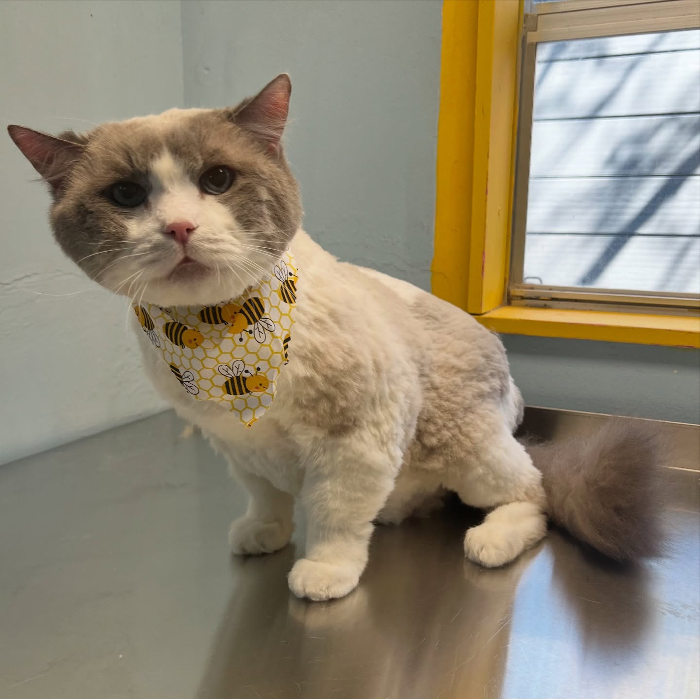 Devon’s spring combcut ❤️❤️❤️
#catgrooming #ragdoll #cathaircut #combcut