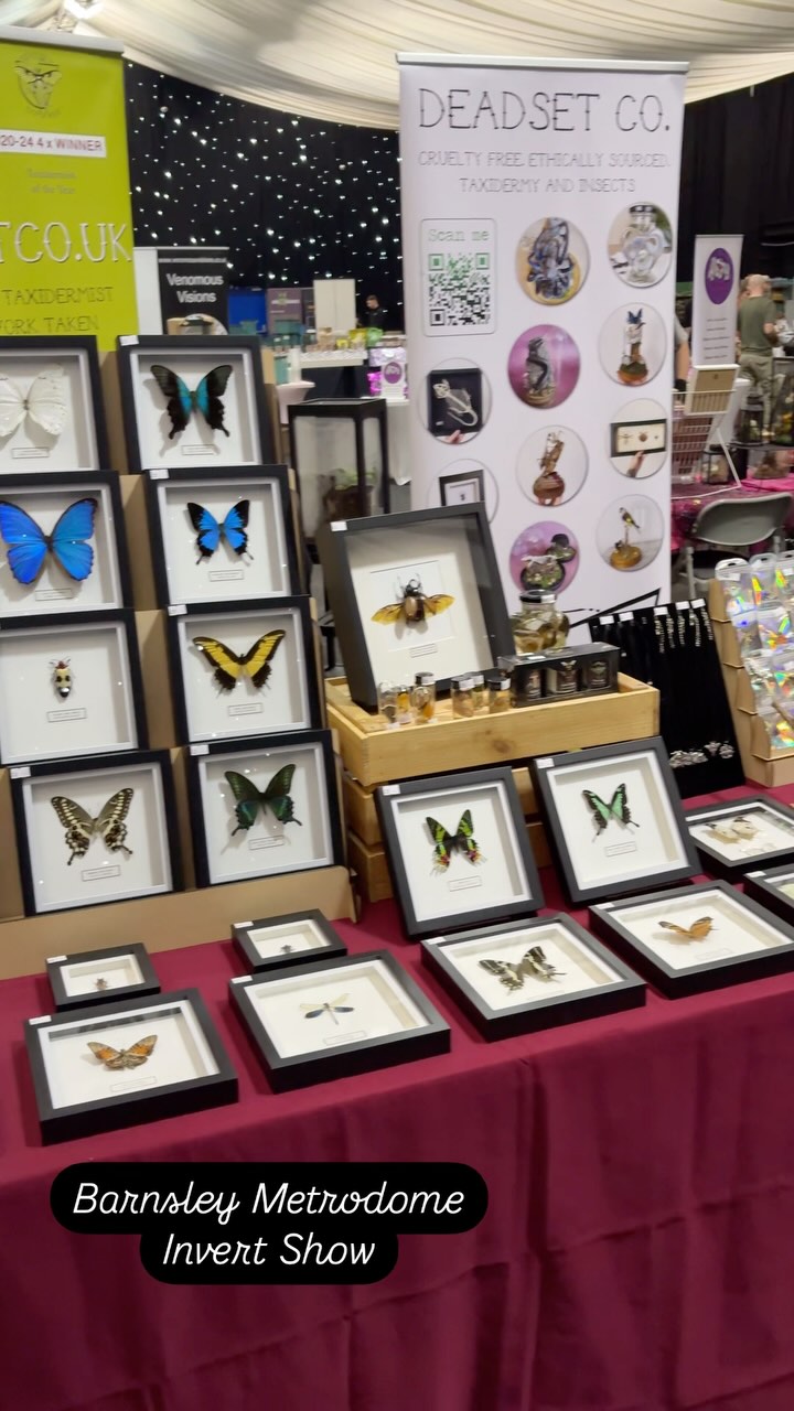 Ready to rock and roll at Barnsley Metrodome Invert Show run by @invertshowsofficial 🦋🪲🐜🦗
#entomology #naturalhistory #taxidermy #entomologyforsale #entomologyart #vulturecultureart #taxidermyforsale #vultureculture #natureart #bugs #invertshow #butterflyframe