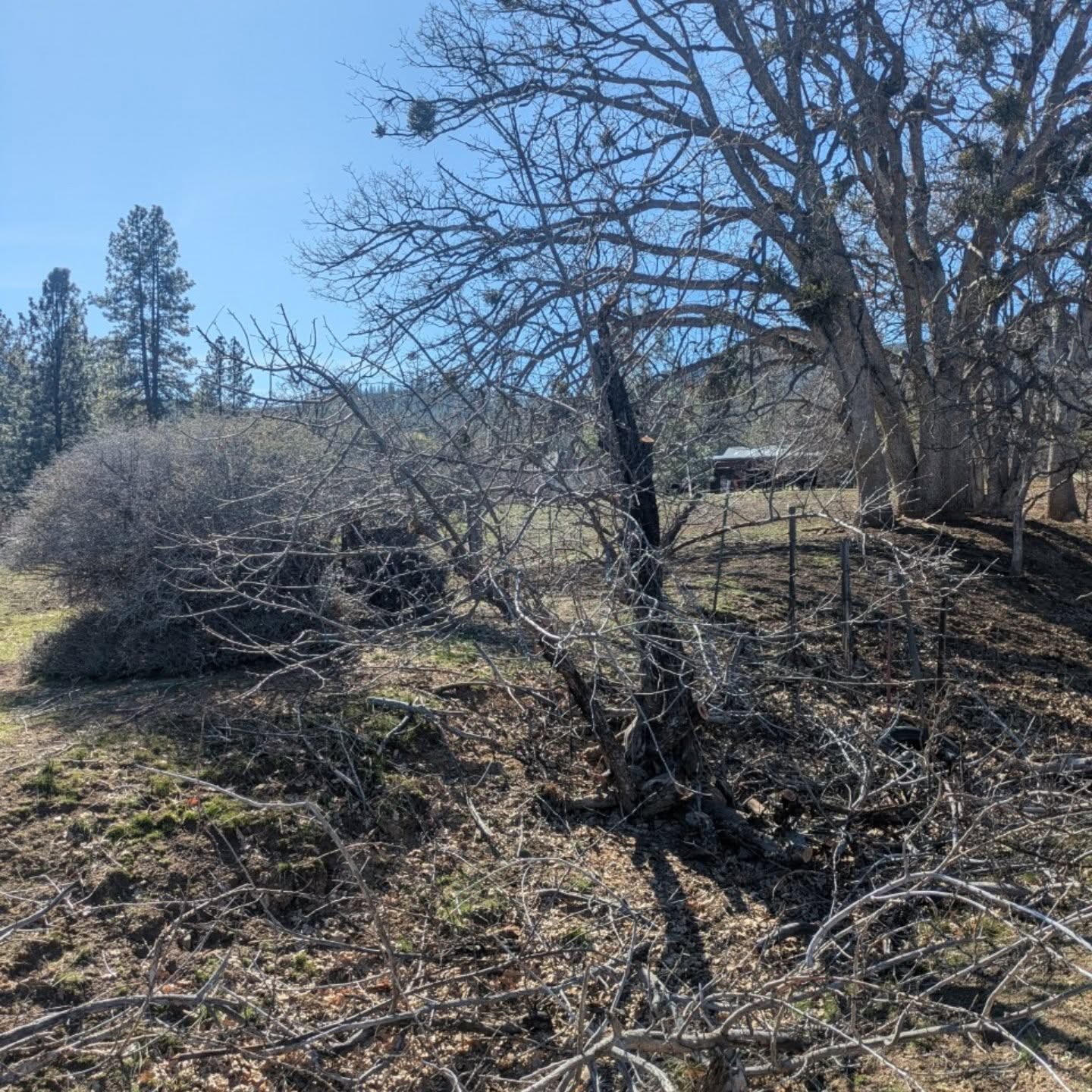 Just deadwood and a little tipping, probably hadn't been touched in decades. Pruning these neglected ranch apples is a treat #appletree #appletreepruning #winterpruning