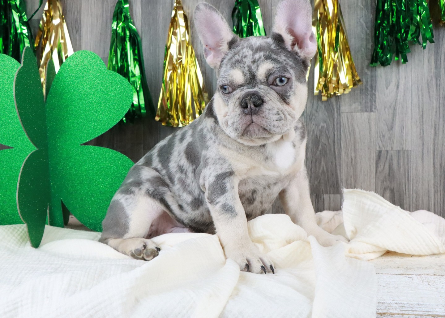 🐾 Paws - Our Beautiful Merle Boy!