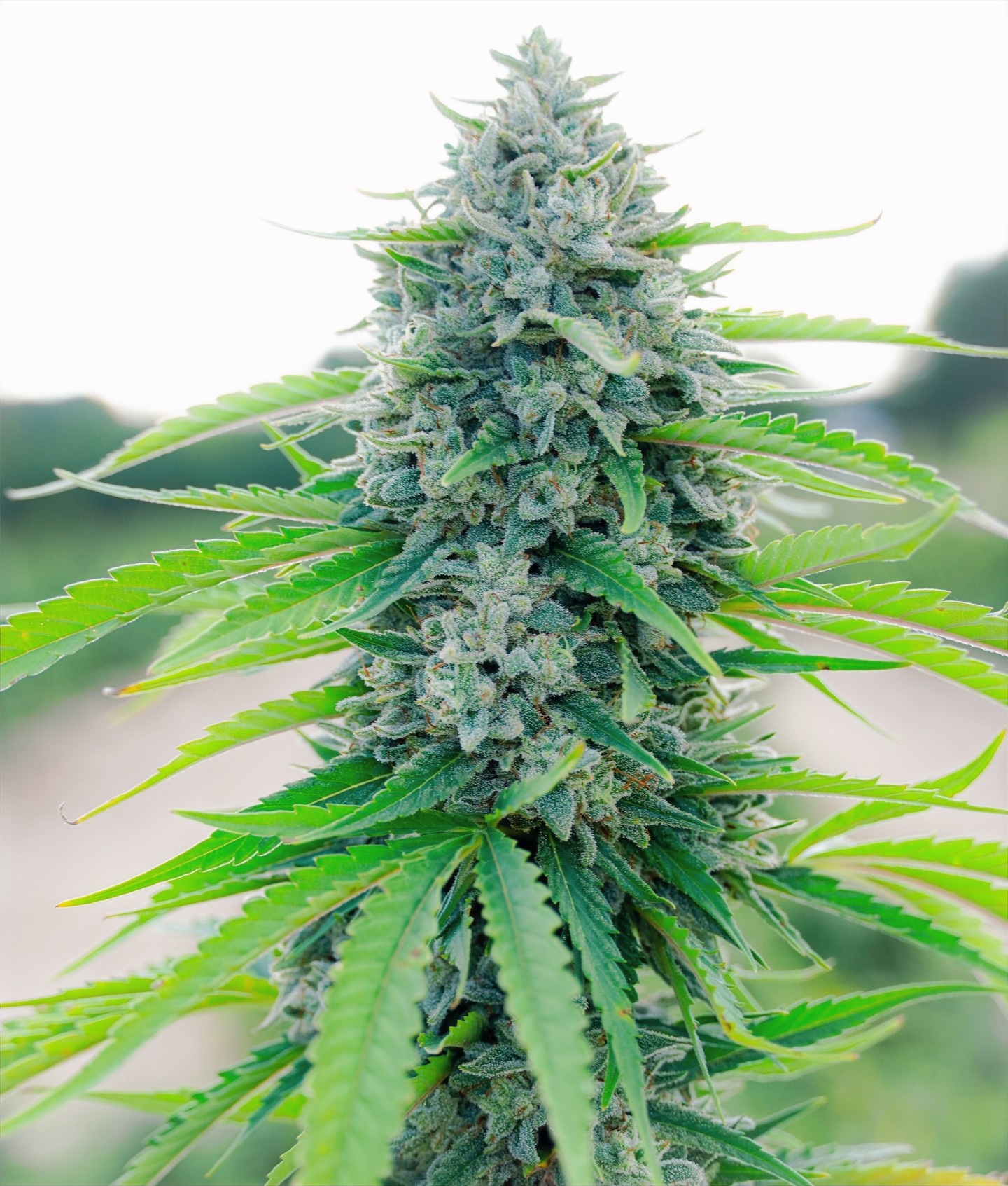 🌿 Curious about the benefits of hemp? Join us on a journey to discover how our family-owned farm in North Carolina uses scientific methods to bring you the best hemp products! 🌱✨ From improved wellness to natural remedies, we've got insights you'll love! Link in bio to learn more! 💚 #HempBenefits #Wellness #FamilyFarm #HealthyLiving #Sustainable