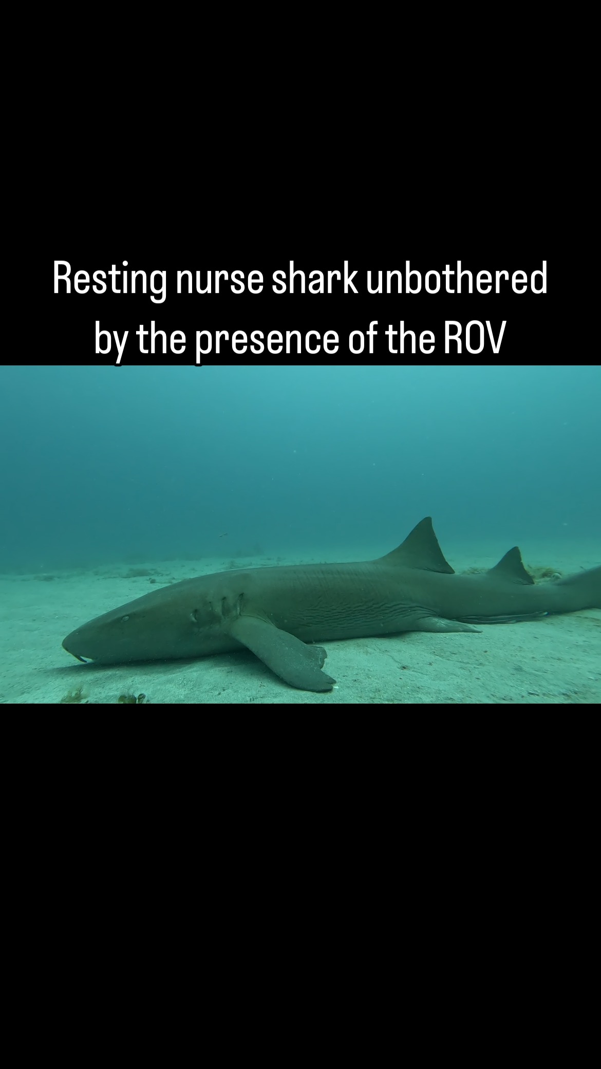 We were cruising the #rov across the bottom and found a resting #female #nurse #shark. She was seemingly unbothered by the noisy yellow intruder. Closer inspection revealed a very wrinkly #abdomen. Perhaps she recently #pupped? Timing is off a little but still within the realm of possibility. Great learning experience for the #students on the #boat. Looking forward to more #underwater #exploration with the ROV. Thanks to @colganfoundation for making all of this possible. @fauscience #marinebiology #sharks #fieldwork @miranda.manross