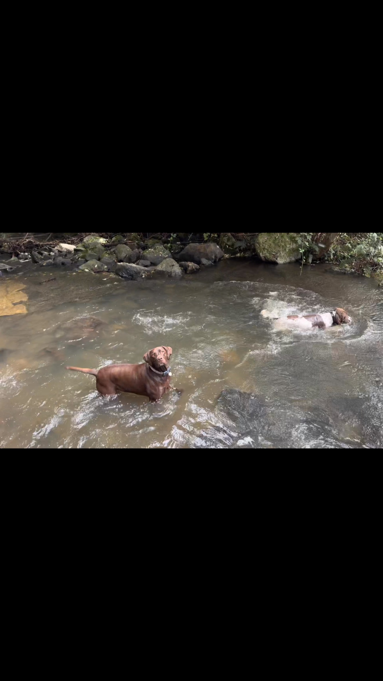 Just another day in paradise for these dogs — living the dream 😍🐾