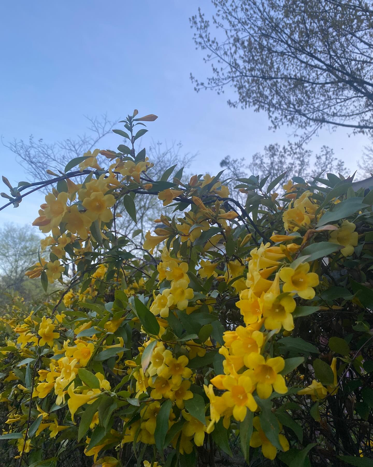 Spring in Capitol View