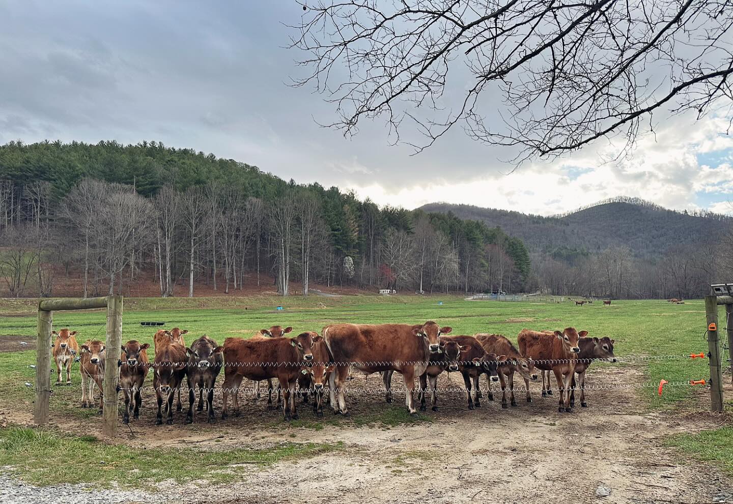 As “Georgia Ag Week” comes to a close we wanted to take a moment to thank all of you for supporting our family farms and market. With exciting plans on the horizon for milk processing and tours of our North Carolina farm, we truly appreciate your patience and understanding as we work to bring delicious, high-quality dairy products to you.🥛🍦🧀
This year’s Ag Week focused on “supporting local agribusinesses and celebrating the past, current, and future generations of agriculture.” As 5th generation farmers we are grateful for your support and willingness to learn about our family farming operations and products. We look forward to sharing updates on our creamery and visitor center progress soon. In the meantime, please come visit us Wed-Sat from 10am-5:30pm at @thefarmsteadmkt and support many Georgia Grown producers.🚜🌱 @iamgeorgiagrown