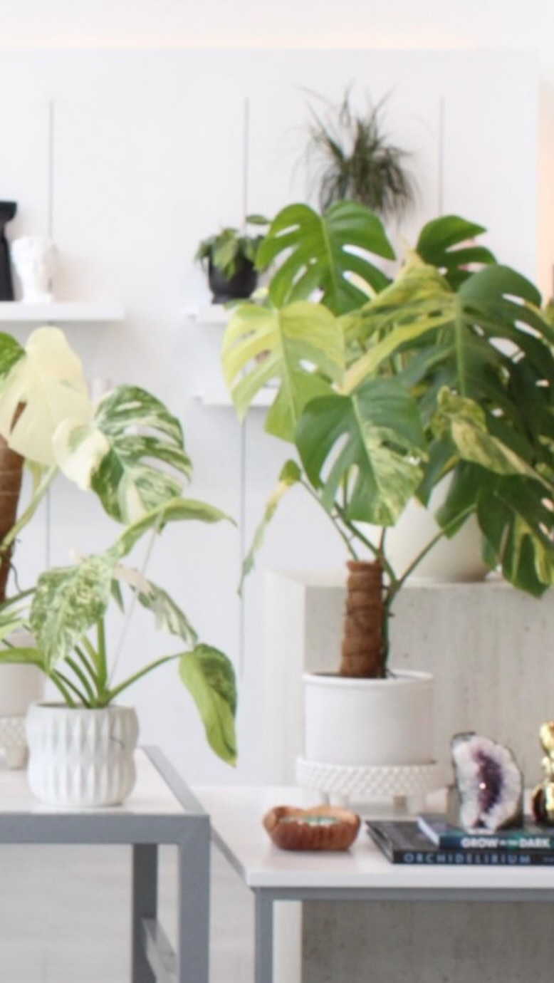 Running a small business is basically a full-time survival challenge... but with plants. 🌿😂