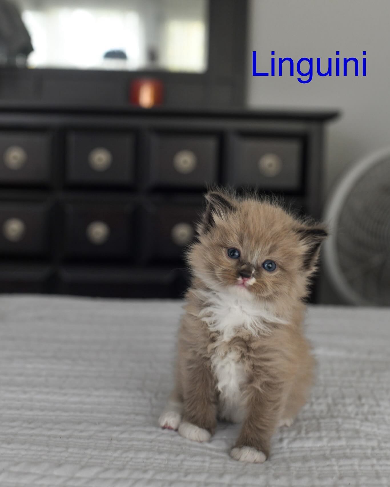 Linguini, Male Mink Mitted Seal Point š» born 2/25/25
#ragdoll #ragdollsofinstagram #ragdollcat #minkragdoll
#augustragdolls #fluffy #adorable #cuteness #catsofinstagram #pets #beautiful #cutestagram #kitten