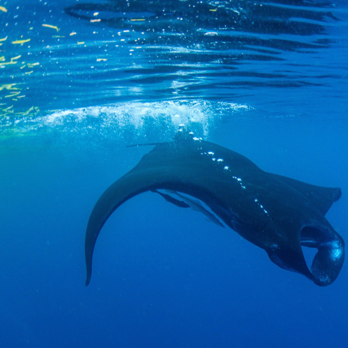 Love the surprises on Rainbow Reef - motoring on the yacht through the Somosomo Strait to Taveuni guess whose fins we saw!
#fijidiving #taveuni #uwpics #girlsthatscuba