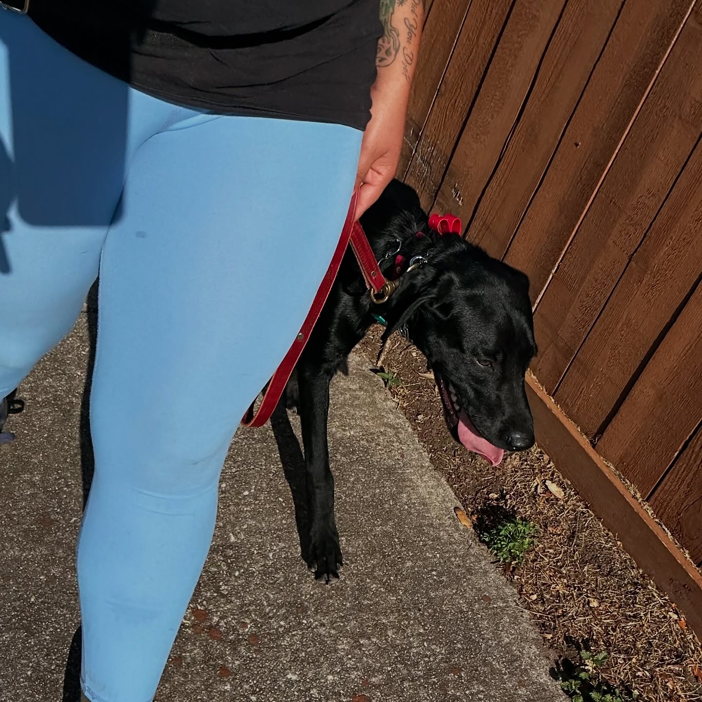 Jett working on our heeling around reactive dogs during our normal daily route! With some dogs we are working on good regular obedience and with other dogs we are building up their confidence and fear responses! I won’t sugar coat what I see when it comes to your dog because it’s been in my experience that the more you understand your dog and why your dog acts the way they do the more you can set them up for success and I’ve seen dogs start off not being able to walk out their front door go traveling across the country with their owners happy as can be! We aren’t just here to train your dog to sit and stay my personal goal with you and your dog is to make it where you guys can enjoy life together in its fullest! Whether it’s walking around the neighborhood, hanging out inside with family, or traveling across the country!
#boardandtrain #sanantoniodogtraining #dogtrainersofsanantonio #ecollars #sprengerusa