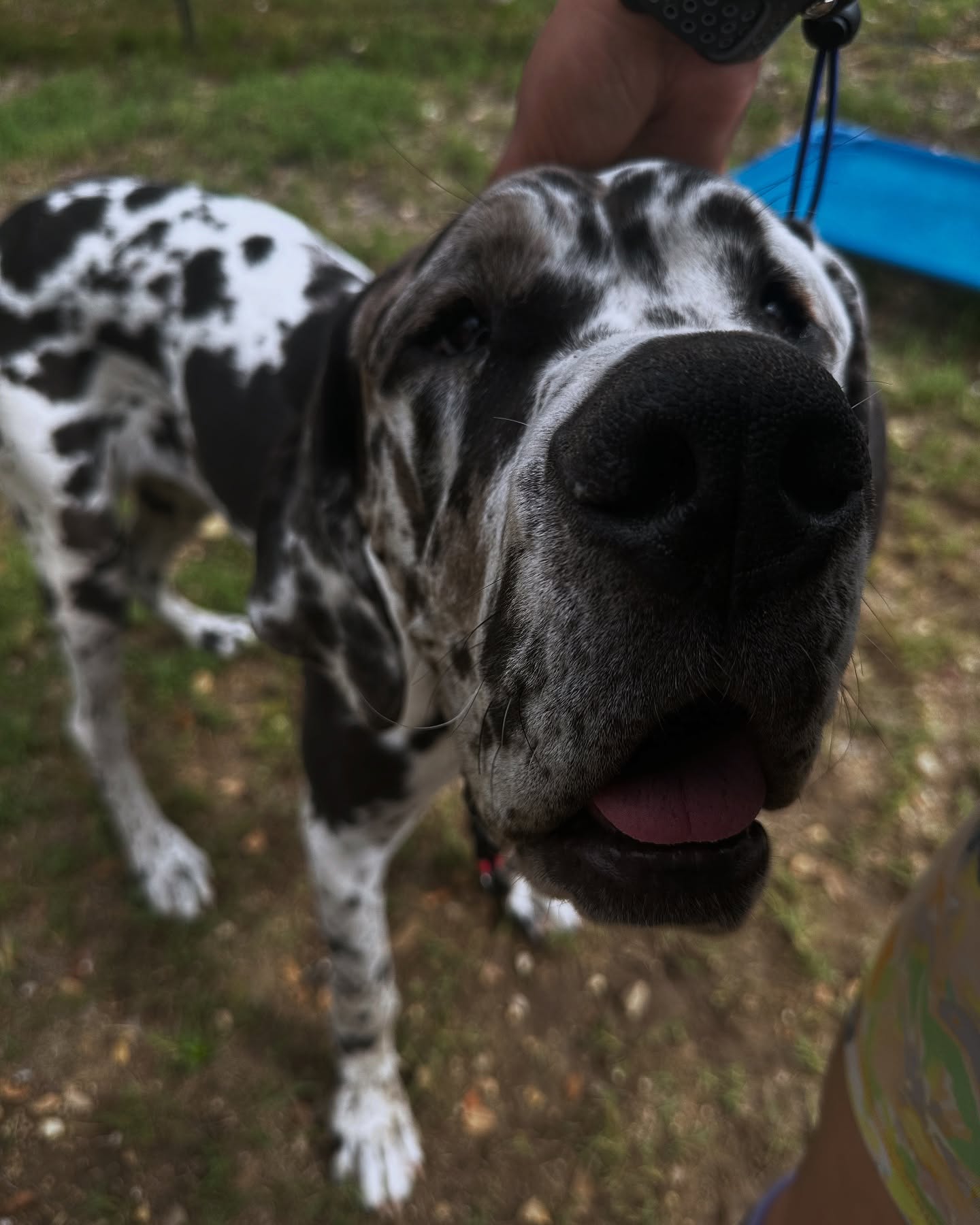 Welcome Harley! She is yes another Great Dane 😂 she is here for manners and confidence building!!! A little backstory on the trainers who run this business! We actually started doing the majority of our training career right before COVID happened and we got to see dogs and humans go from before COVID during and after and let me tell you the change definitely impacted dogs and owners alike and we’ve never truly gotten back to how things were before COVID! With that being said we became very accustomed and skilled to working with dogs that are both nervous and under-socialized! Now some struggle more than others but it became something that truly makes me happy because we see dogs go from terrified of the world to enjoying life with their owners and it’s always so great to see!!! Anyways before I continue on and on the next availability we have is in May which is now half booked so get your spots booked now and we look forward to working with you!
#satxdogtraining #sanantoniodogtrainingco #dogtrainersofsanantonio #dogtraining #boardandtrain #ecollar #sprengerusa #dogsofsanantonio #harleyquinn