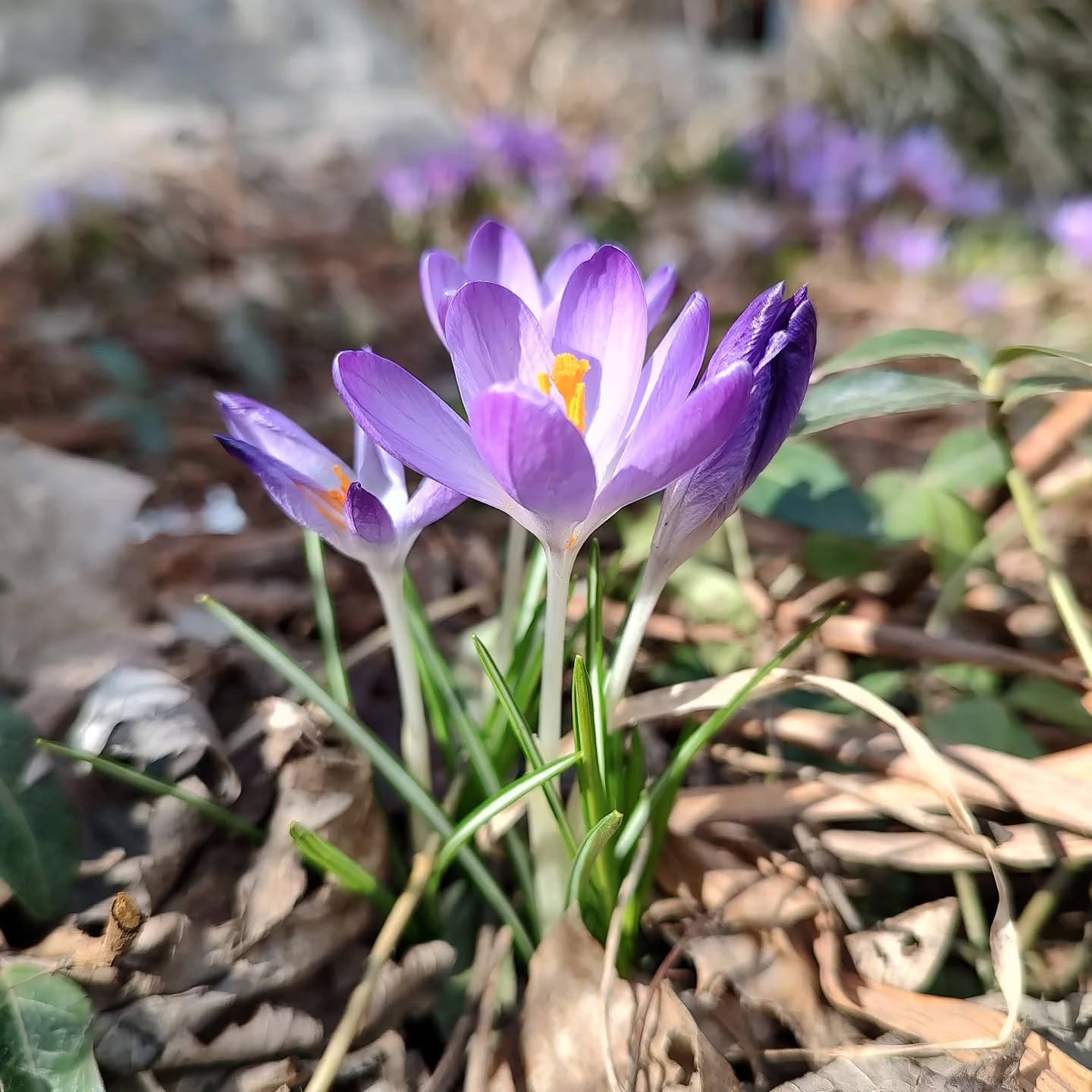 Actual footage of the majesty of spring! It's the perfect season to book a Walk and Talk session and hit the trail with me! 🚶🚶🚶
Walk and Talk sessions are an evidence-based form of therapy that helps folks connect with their bodies and their minds out in nature. We can meet on a nearby trail and spend our time together outside, taking in the beauty of the Chedoke Radial trail or other local trails.
If you're interested, please do DM me! Happy Spring 🪻