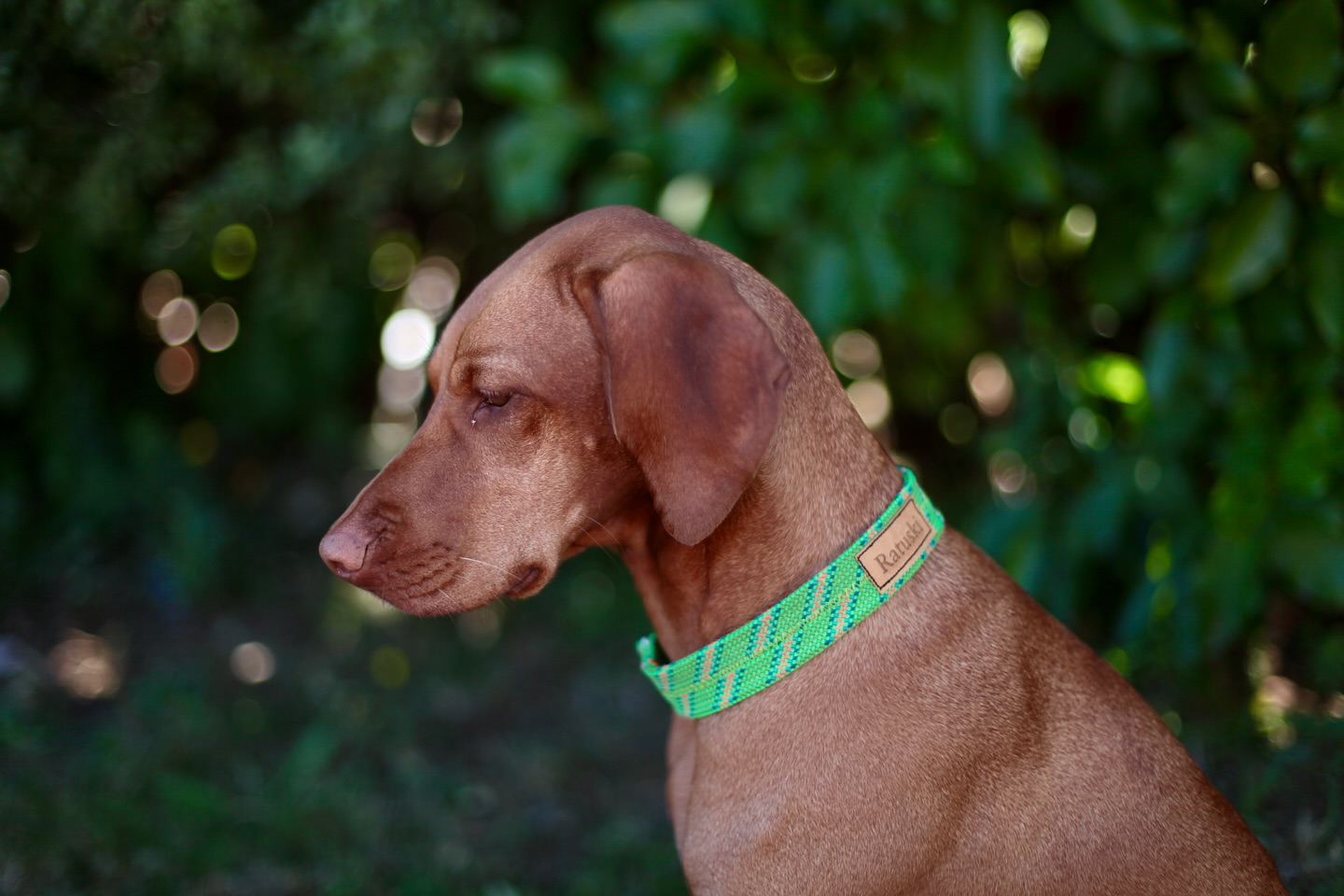 This is another custom collar in action, made from our green rope. Omg !!! How good does this look and it matches the lead they got too.💚💚💚