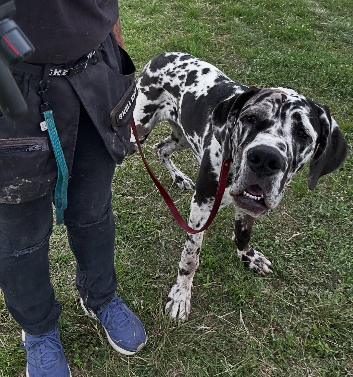 Harley went home and was a rockstar and even said hi to someone brand new on her own! 🥲 Our board and trains have evolved from being obedience focused to manners and socialization focused due to the request from well you guys! We’ve enjoyed helping each and every one of you help your guys truly learn how to enjoy life in scary environments and learn manners at home! While we do obviously teach the obedience portion of our programs our focus has lately truly been to help dogs that maybe needed some extra help socializing catch up and it’s been so rewarding!
Next Availability:
We have 3 more Board and Train spots open starting mid May! If you have vacations lined up feel free to contact us and hold your spot with a deposit! Private Lessons are available for signups starting Late May!
.
.
.
#Ecollar #sprengerusa #boardandtrain #sanantoniodogtraining #satx #texas #sanantonio #dogtraining #puppytraining #ecollartechnologies #minieducator #greatdane #harleyquinn #privatelessons