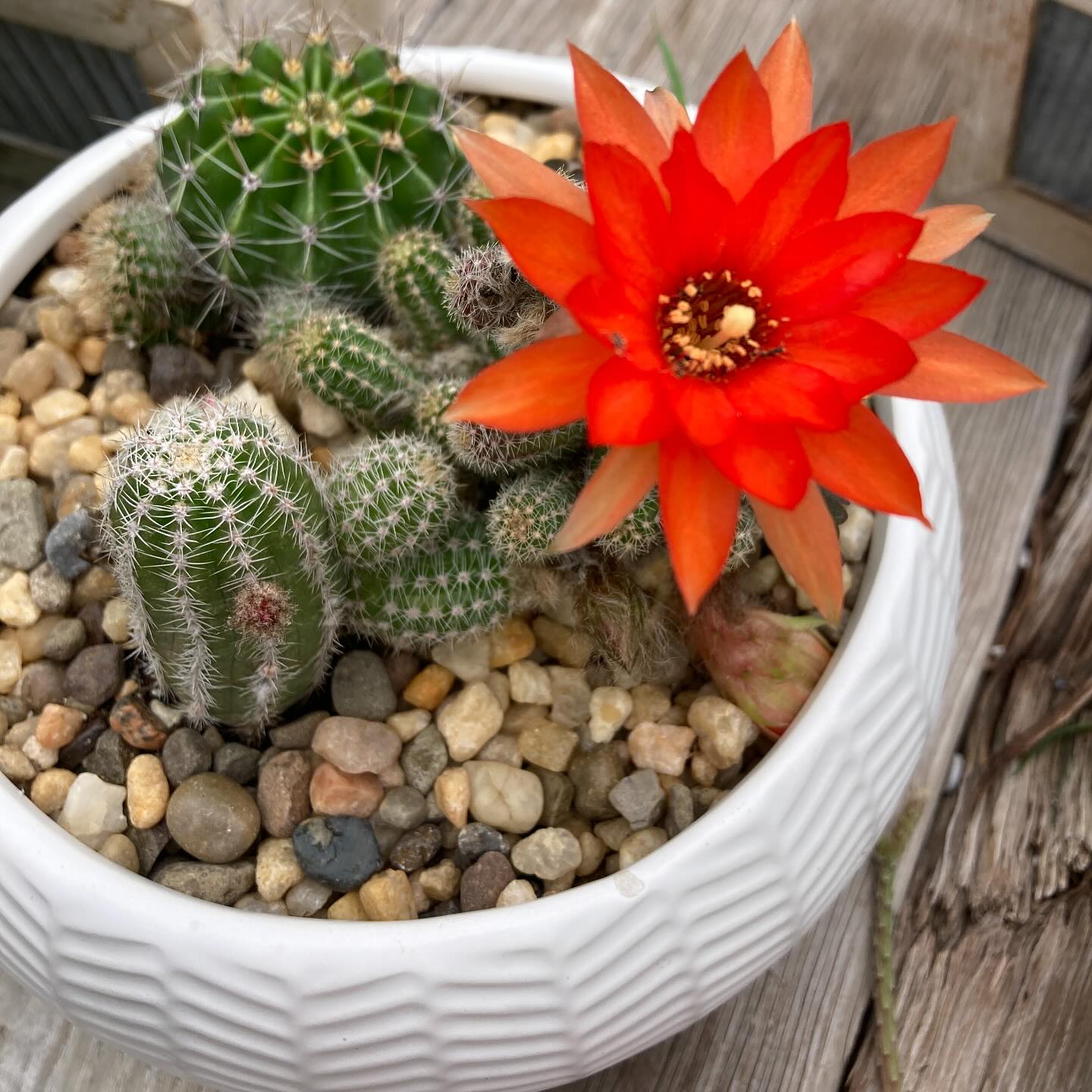 Pretty little Peanut Cactus bloom.
#roundtreefarmgreenhouse #peanutcactus #cacti #cactosesuculentas #cactus
