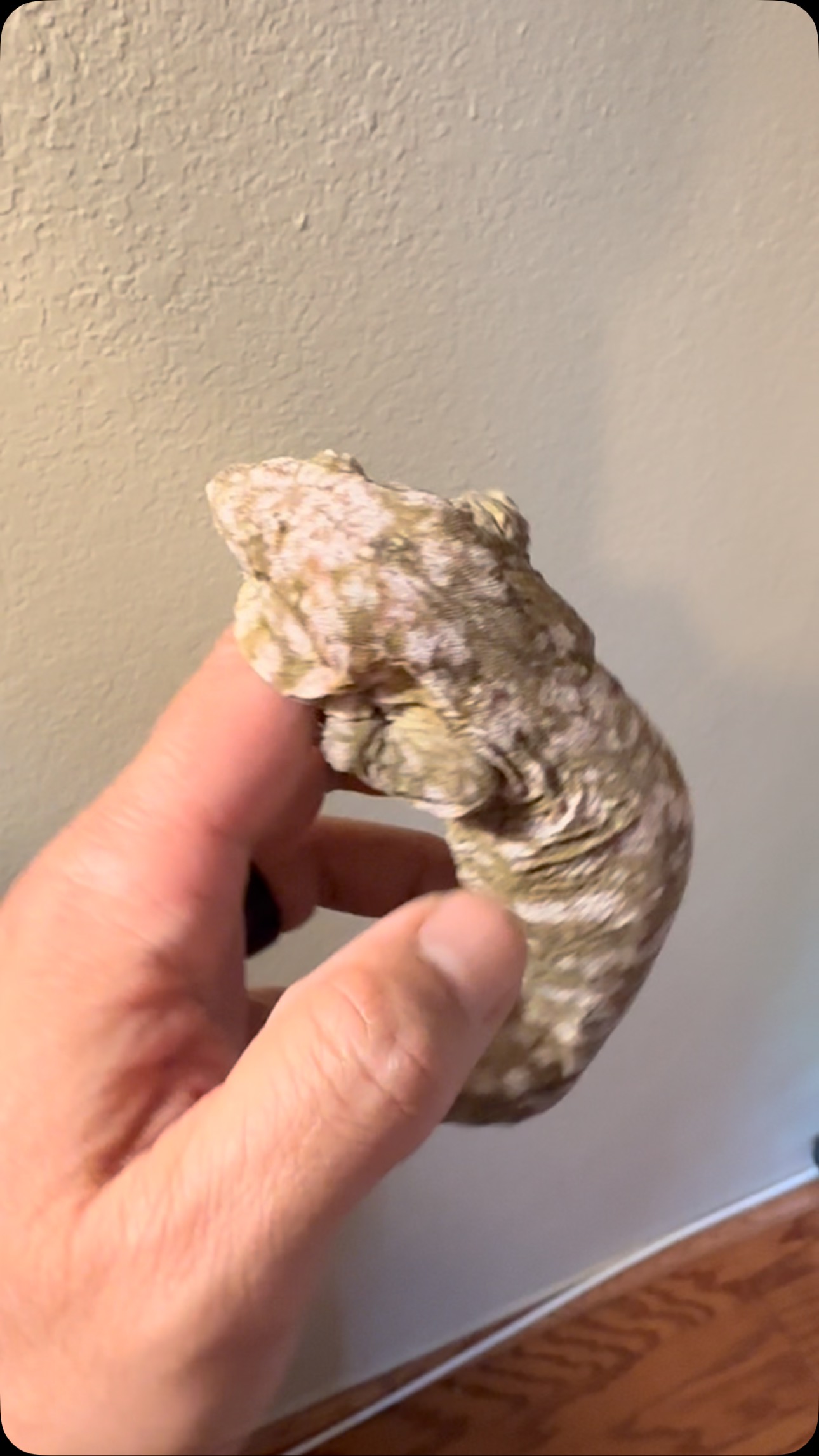 Dang. This galaxy line male from @z.e.reptiles is 🔥🔥🔥. #leachianusgeckos #marvelmorphs #leachiesofinstagram