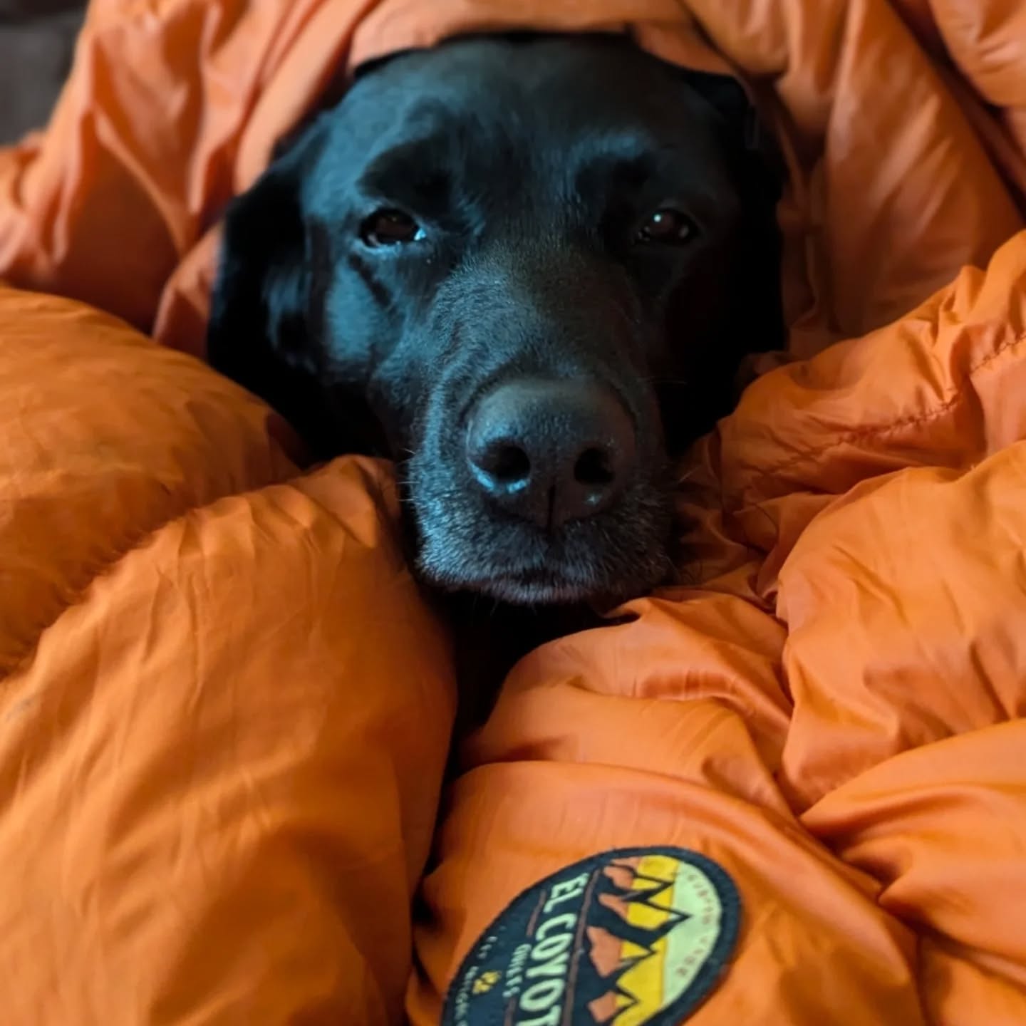 @gretahealy and our friends in Alaska @sagebrushdry sharing a quilt with shop dog and best friend, Carbon.
Always Handmade in USA πΊπΈ