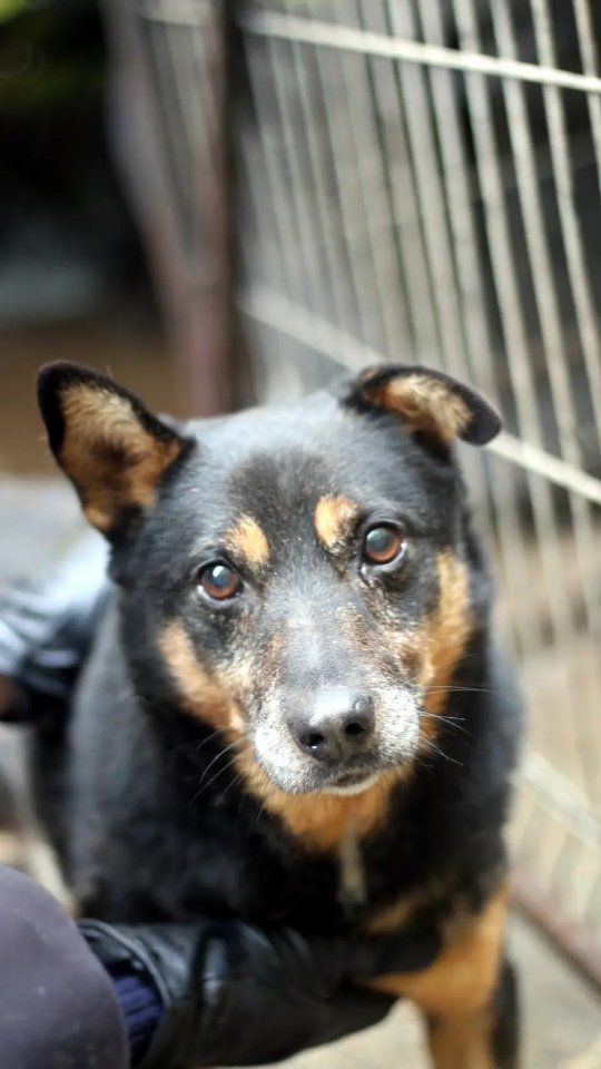 Cześć❣️ Z tej strony Cygi 🐶
Piesek już od paru lat mieszka w Schronisku dla Bezdomnych Zwierząt w Józefowie pod Warszawą. Jest mały, ma ok. 7-8 lat. Podchodzi do ludzi z merdającym ogonkiem, daje się pogłaskać parę razy i idzie w swoją stronę 🐾 Lubi wolne spacery z przerwami na wąchanie. Czy ktoś zaopiekuje się Cygim? ❤️🩹 Trzymamy mocno za Niego kciuki 🤞🏻❤️
#adoptdontshop #niekupujadoptuj #adoptujpsa #schronisko #pieszeschroniska #kundelek #adoptdontshop #zwolnienizteorii