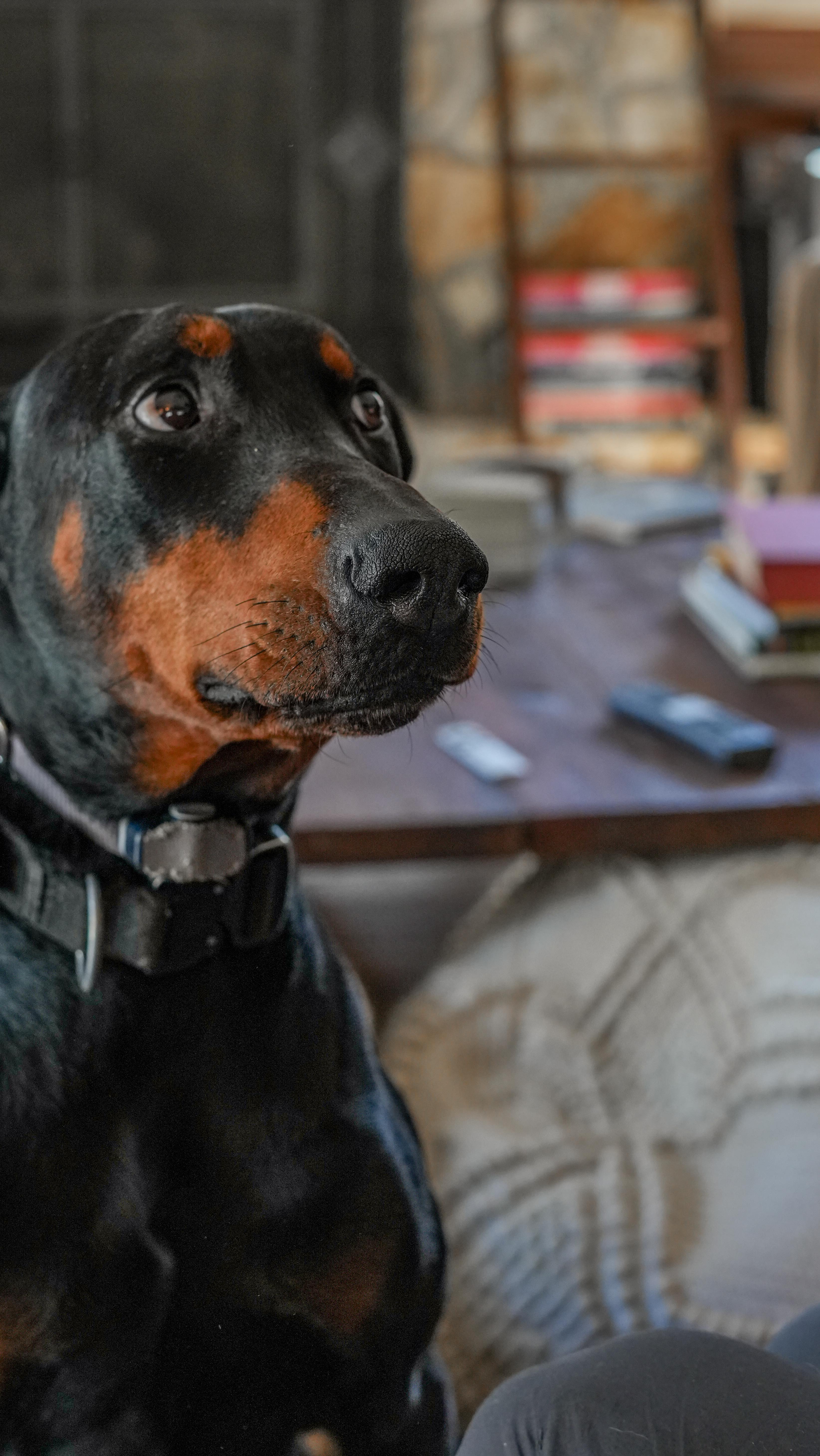 Comical as it may seem, having another being dependent on you provides many with a sense of purpose. This purpose is what gets so many individuals through the hard times!
K9’s not only provide companionship but also emotional support and therapeutic healing.
Here at FDK9 we see those healing remedies through dogs and aim to both help and reach those who may need it!
#supportthetroops #k9 #veteranowned #veteran #serviceanimal #suicideawareness #nonprofit #charity #servicedog #usa #patriot #757 #Chesapeake #virginiabusiness #virginiaevents #suicideprevention #Belgianmalinois #therapydog #doberman #dogtrainer