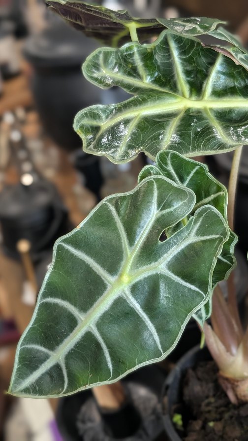 Fresh drop of greenery in-store 🌿
•
•
•
#blackbirdavenue #indoorplants #variegatedplants #rareplants #planthoarder #plantsofinstagram #plantsandcrystals #wishlistplant #witchywares #magickalwares #oddities #curios #australianwitches #melbournewitches #crystalshopmelbourne #yarravalley #yarraranges #visityarravalley #upperyarravalley #shoptheyarravalley #yarrajunction #warburton