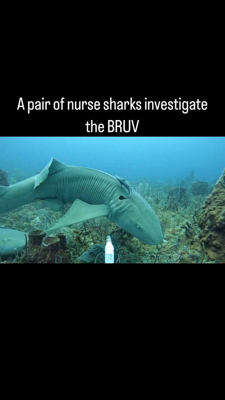 During a #BRUV deployment we got some #nurse #sharks coming up to investigate. A #bullshark swam by in the distance while a #nurseshark ripped open the #bait basket. The sharks slurped up the #fish and went on their way. We will redesign the bait basket to make it much harder for the sharks to destroy which will allow it to continue to attract sharks for a longer time. #fieldwork #marinebiology #bruvs @gopro @fauscience @colganfoundation