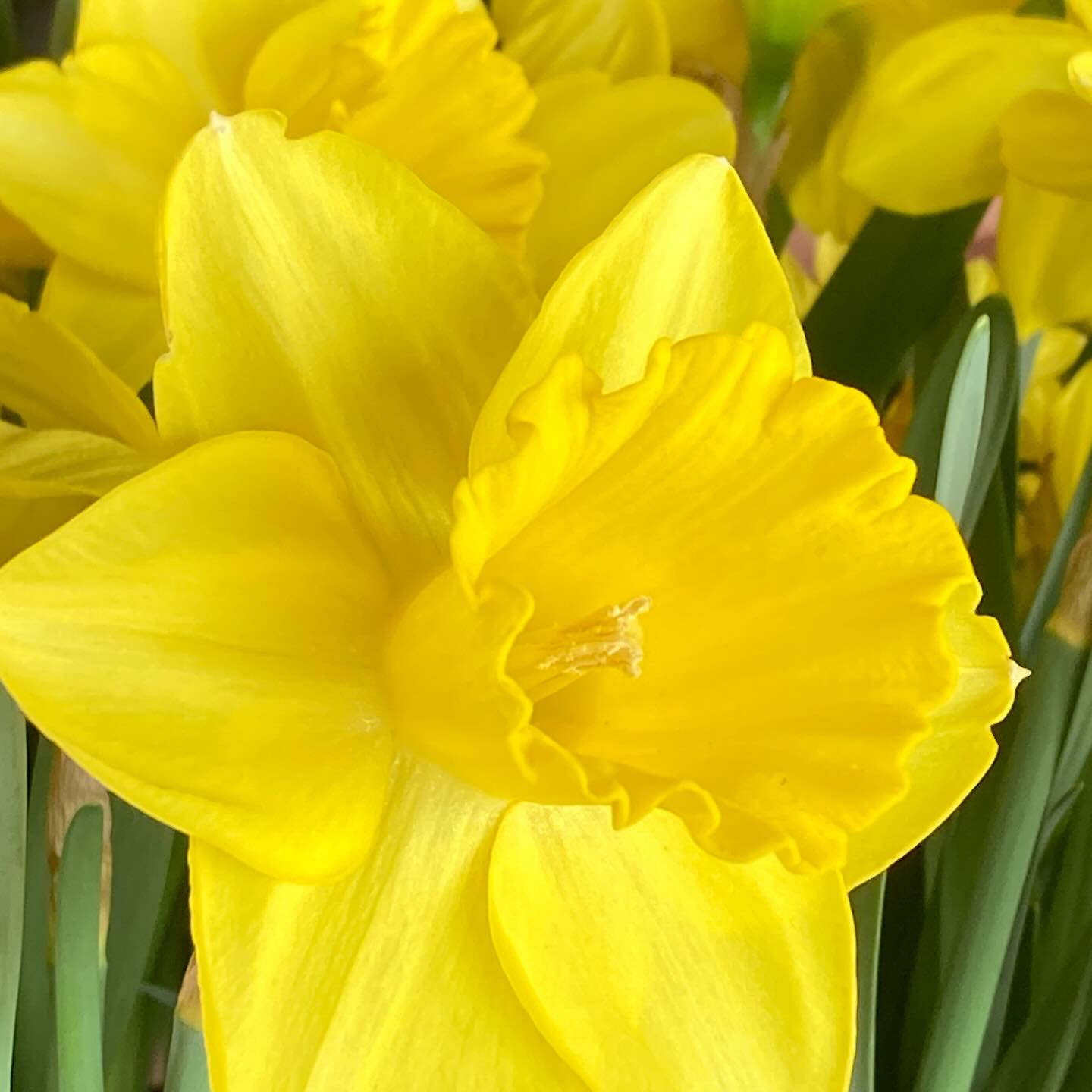 A little vibrant color on a gray rainy Friday.
#roundtreefarmgreenhouse #spring #springflowers #rainyday #fridayvibes