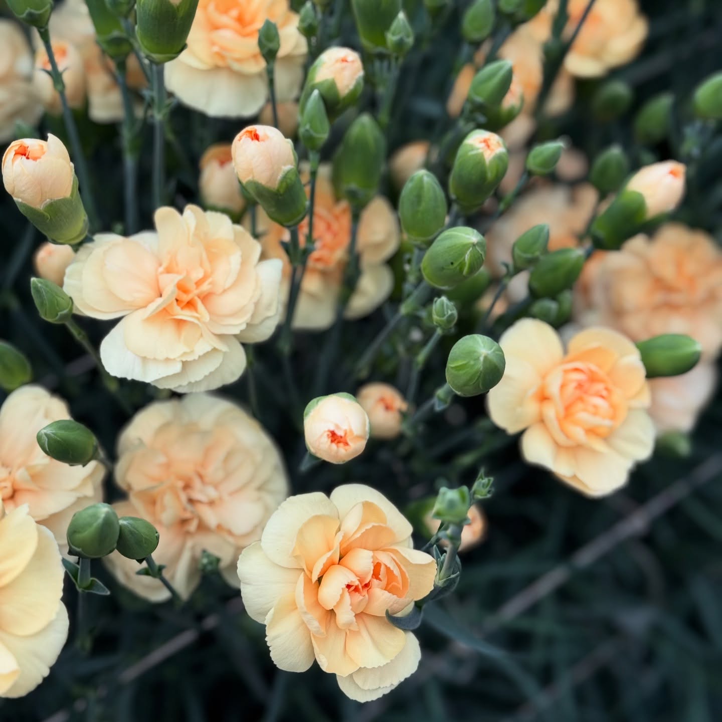 Spray collection - Dany