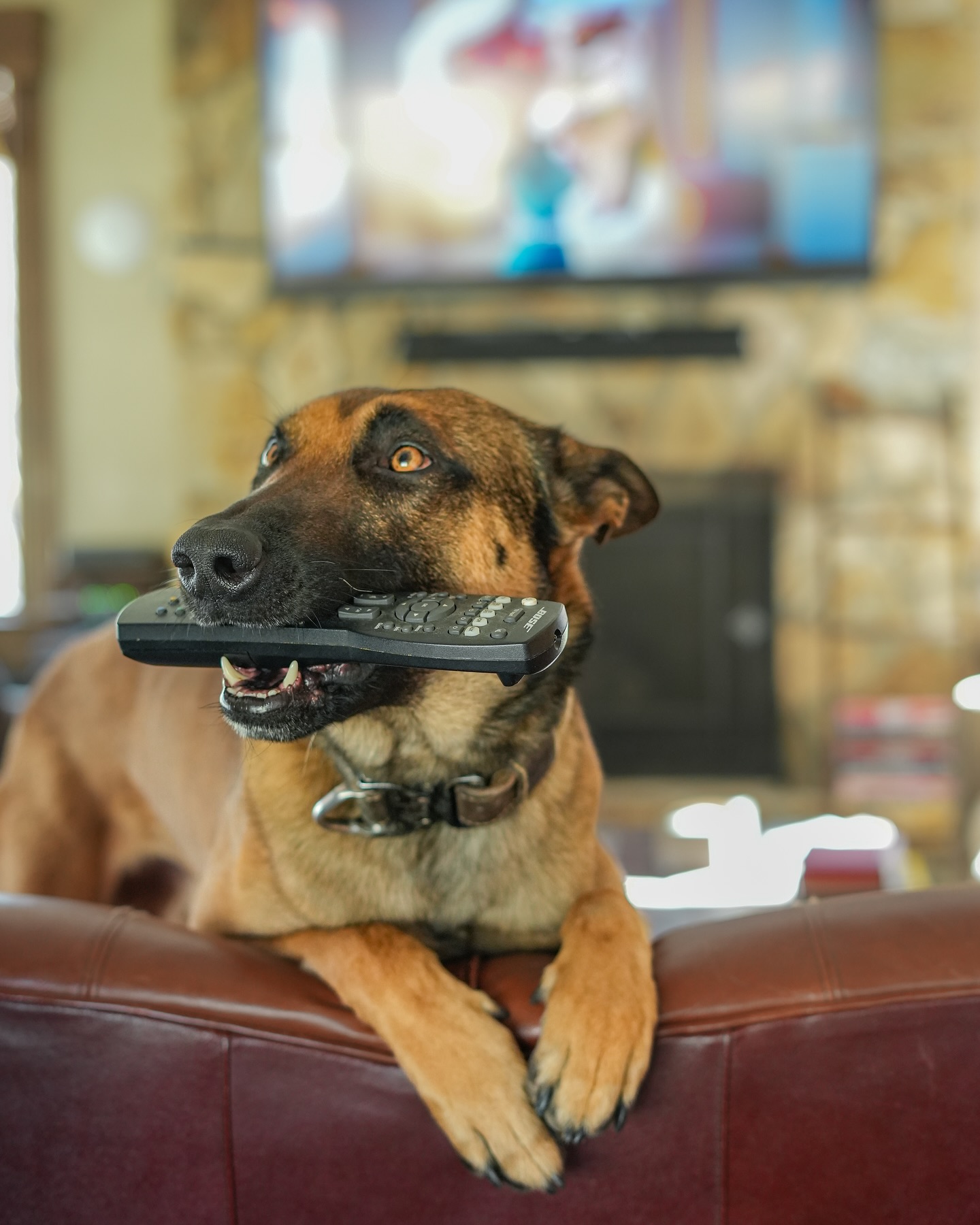 UH OH! “big, bad, scary malinois alert...” oh wait, it’s just RONIN!!
ALL dogs have teeth & ALL dogs bite but Malinois are just a little bit more known for this than some other breeds.
While our dogs can be seen jumping out of helicopters and even taking down the “bad guy,” they are still loving, caring, and at many times, therapeutic creatures who also enjoy their cuddles and down time!
#supportthetroops #k9 #veteranowned #veteran #serviceanimal #suicideawareness #nonprofit #charity #servicedog #usa #patriot #757 #Chesapeake #virginiabusiness #virginiaevents #suicideprevention #Belgianmalinois #therapydog #dutchshepard #mentalhealth #mentalhealthawareness