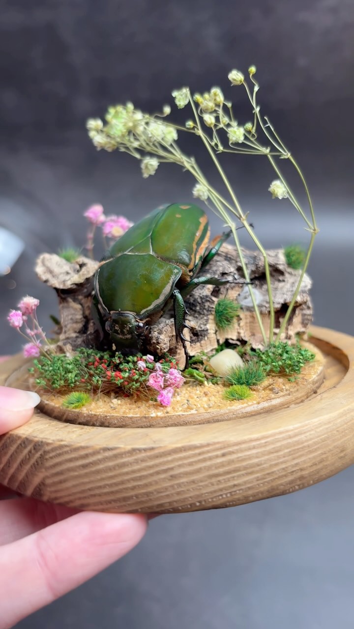 Taxidermy Flower Beetle taking in some flowers. For this commission the customer had a very specific layout in mind for the display. Made using mixture of real dried flowers as well as some artificial to create that perfect scene.
For those on the wait list, I’ll be contacting the oldest ones during April so keep an eye out on your inbox :)
#bugs #entomology #entomologyart #vulturecultureart #taxidermyforsale #entomologyforsale #natureart #taxidermy #naturalhistory #vultureculture #deadthings #insects #homedecor #taxidermyart #framedart #nature #smallbusiness #insect #petcommission
