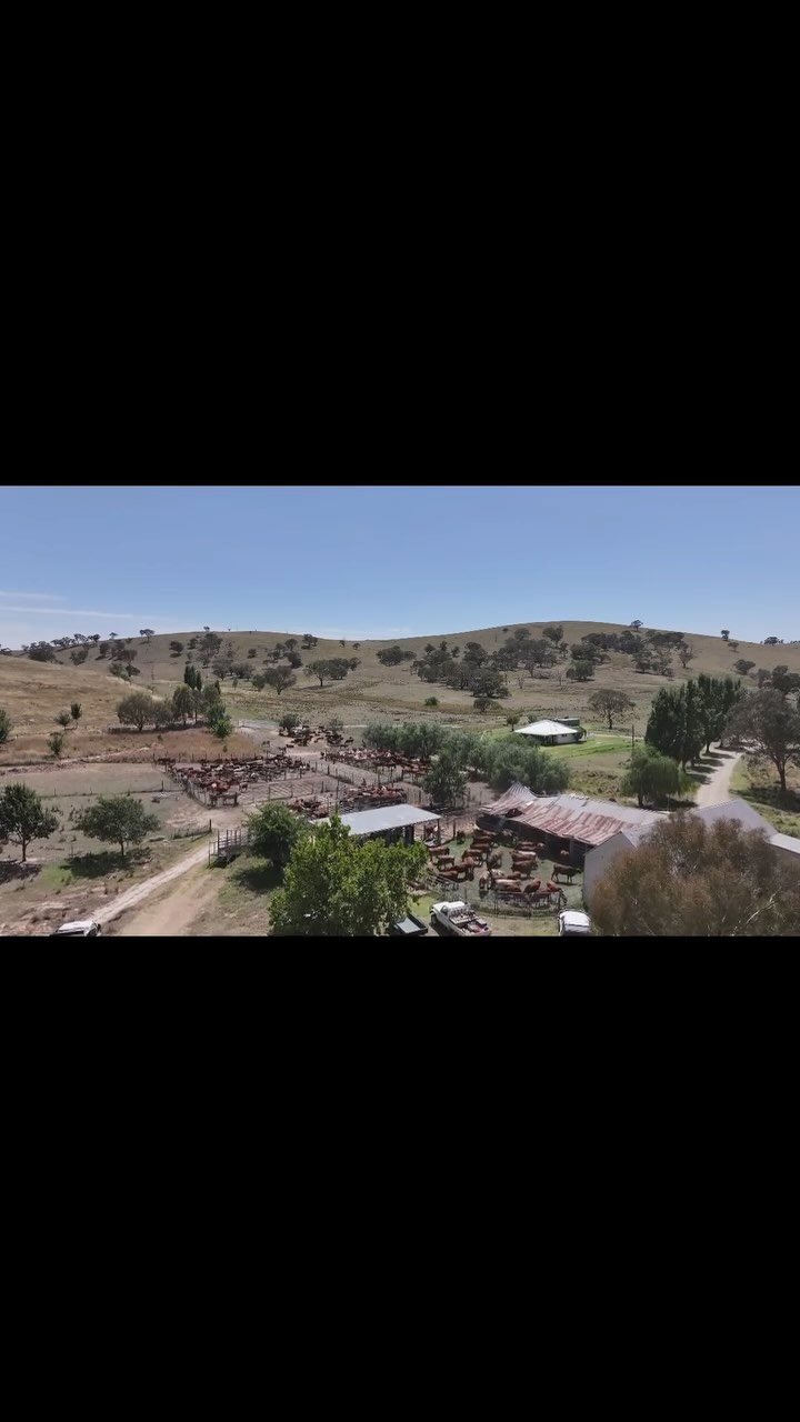 Cattle yard restoration at Hanaminno @charliearnott1