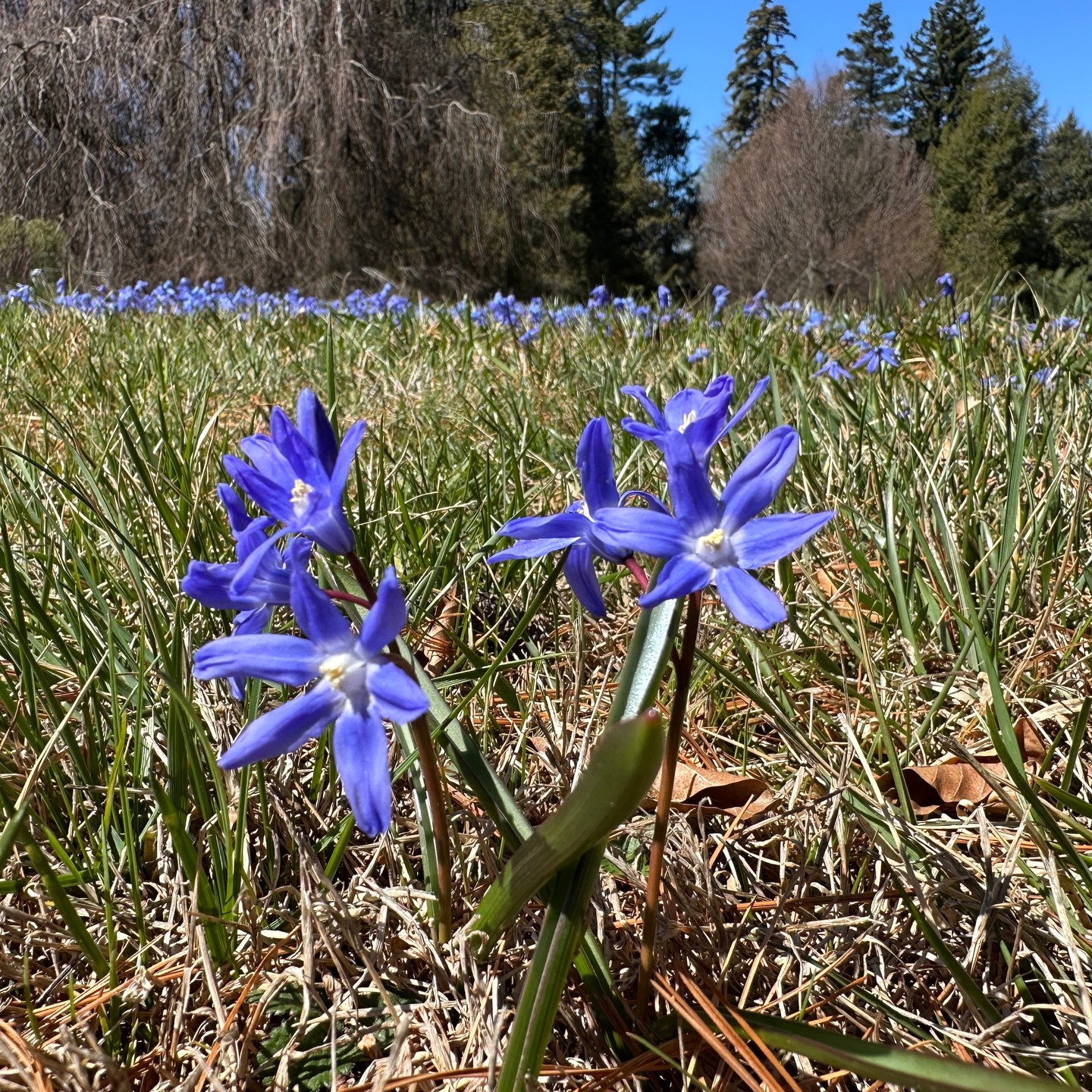 Stoneleigh's gardens are starting to wake up this Spring! This Natural Lands Trust site is free to visit and super close to Philadelphia. #padaytrips #stoneleighgarden #naturallandstrust #bewellbeoutdoors #visitpa