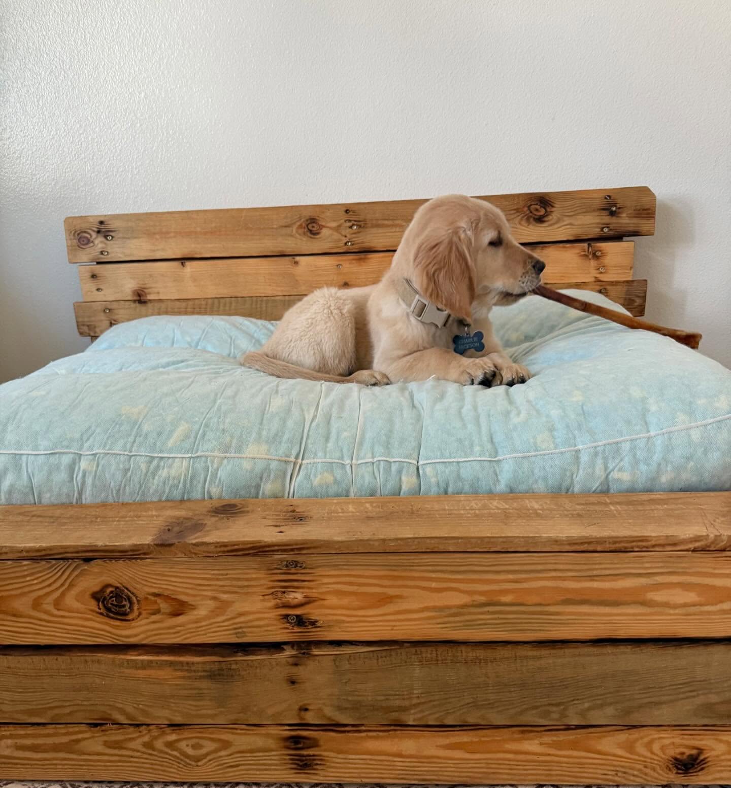 Charlie being a good boy in the custom bed dad made many years ago! 🐾🐾 @arianna.pierce 🩷🩷