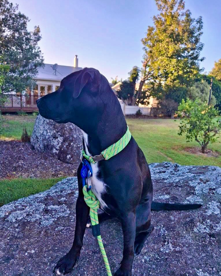 Isla is looking so cute in her matching collar and lead set. 💚💚💚
