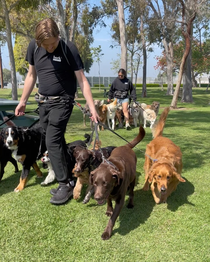 Behind every happy pup is a dedicated dog walker!
Our walkers aren’t just taking laps—they’re reinforcing training, building trust, and giving your dog the exercise and structure they thrive on.
Rain or shine, our team shows up with leashes in hand and tails wagging.
Tag your favorite Bark Collective walker below and show them some love!
#BarkCollective #DogWalkerAppreciation #CostaMesaDogs #DogTrainingLife #HappyDogsHappyLife #PackWalk #PackWalking #DogPack #DogsOfInstagram #DogWalking #DogLover #DogLife #Dogstagram #InstaDogs #DogsDaily #AdventureDogs #DogHiking #TrailDogs #WildernessDogs #NatureDogs #BalancedTraining #DogObedience #CanineTraining #WellBehavedDogs #DogTrainerLife #CityDogs #SuburbanDogs #OffLeashPack #DogsOnTheGo #HappyDogsHappyLife