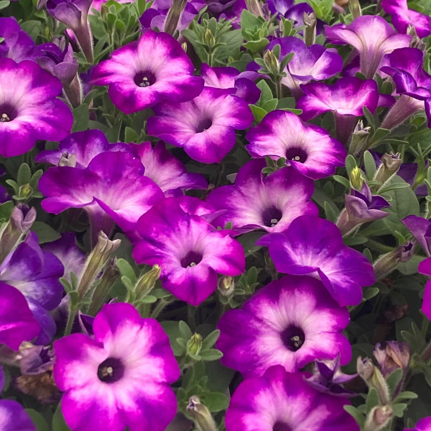 This new @provenwinners brand Supertunia Tiara Blue has me swooning! Vibrant color and simple elegance will elevate all your outdoor garden spaces.
#roundtreefarmgreenhouse #provenwinners #summerflowers #bloom