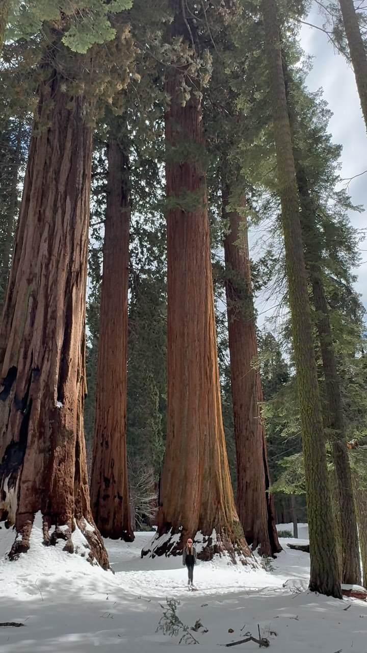 A walk among the giants.
As I walked along I wondered if Sequoias were Ents in past lives shepherding the forests and that’s why they are now larger than life.
#lotr #hiking #sequoia #sequoianationalpark #nationalpark #hike