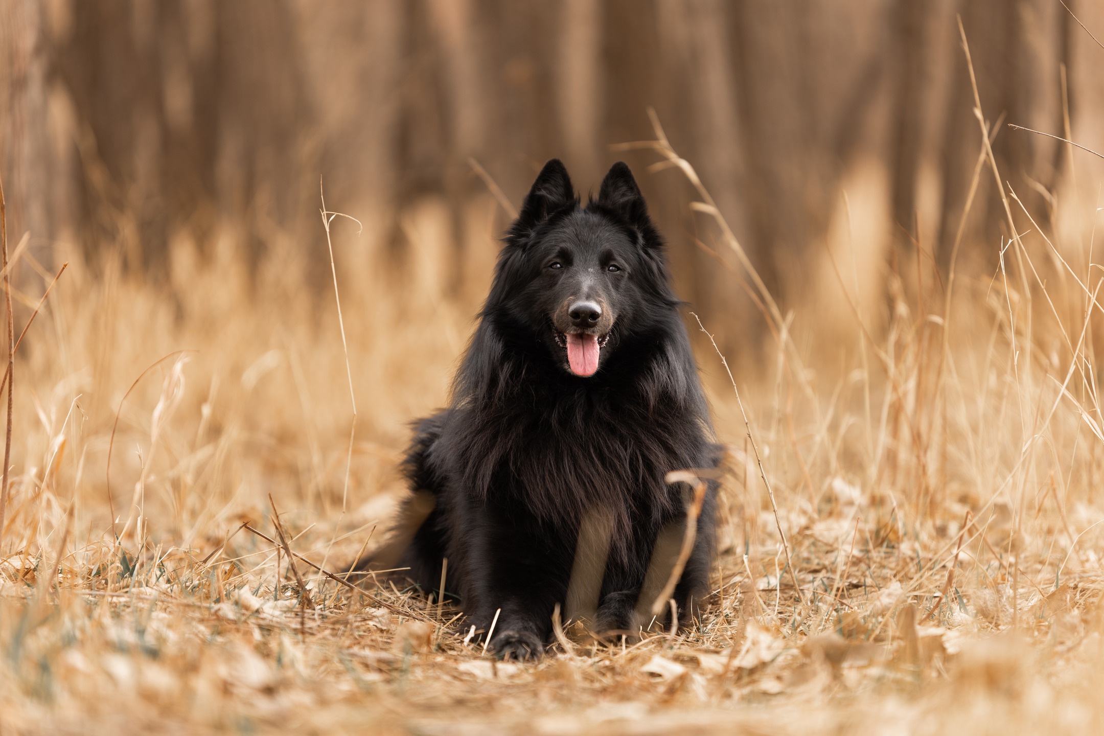 Hi! I'm a professional animal photographer and certified dog trainer. If you're an animal lover/pet guardian in Colorado, I would love to capture special memories of your animal companions and your family.
I offer both outdoor, on-location and studio sessions for all kinds of pets (yes, ALL kinds)! My studio set ups are flexible and can be tailored to your pet's needs! And as a Colorado native, I know all the best spots for outdoors photos.
Worried your pet isn't going to be cooperative for the photos, or isn't good in front of a camera? Don't worry! As a trainer and behavior consultant I know how to bring out the best in my animal clients, all while having fun and staying comfortable for all parties. I also have camera gear that allows me to be far enough away to not scare sensitive/reactive dogs. I always make sure the environment at the shoot sets us all up for success.
I also offer Celebration of Life photo sessions for those in the difficult position of losing a beloved companion. These sessions are heavily discounted, please reach out to learn more.
I look forward to meeting you!
#noco #northerncolorado #nocophotographer #petphotographer #coloradopets #colorado #coloradophotographer #greeley #greeleycolorado #smallbusiness #coloradosmallbusiness #dogpeople #coloradodog #belgianshepherd #belgiansheepdog #malinois