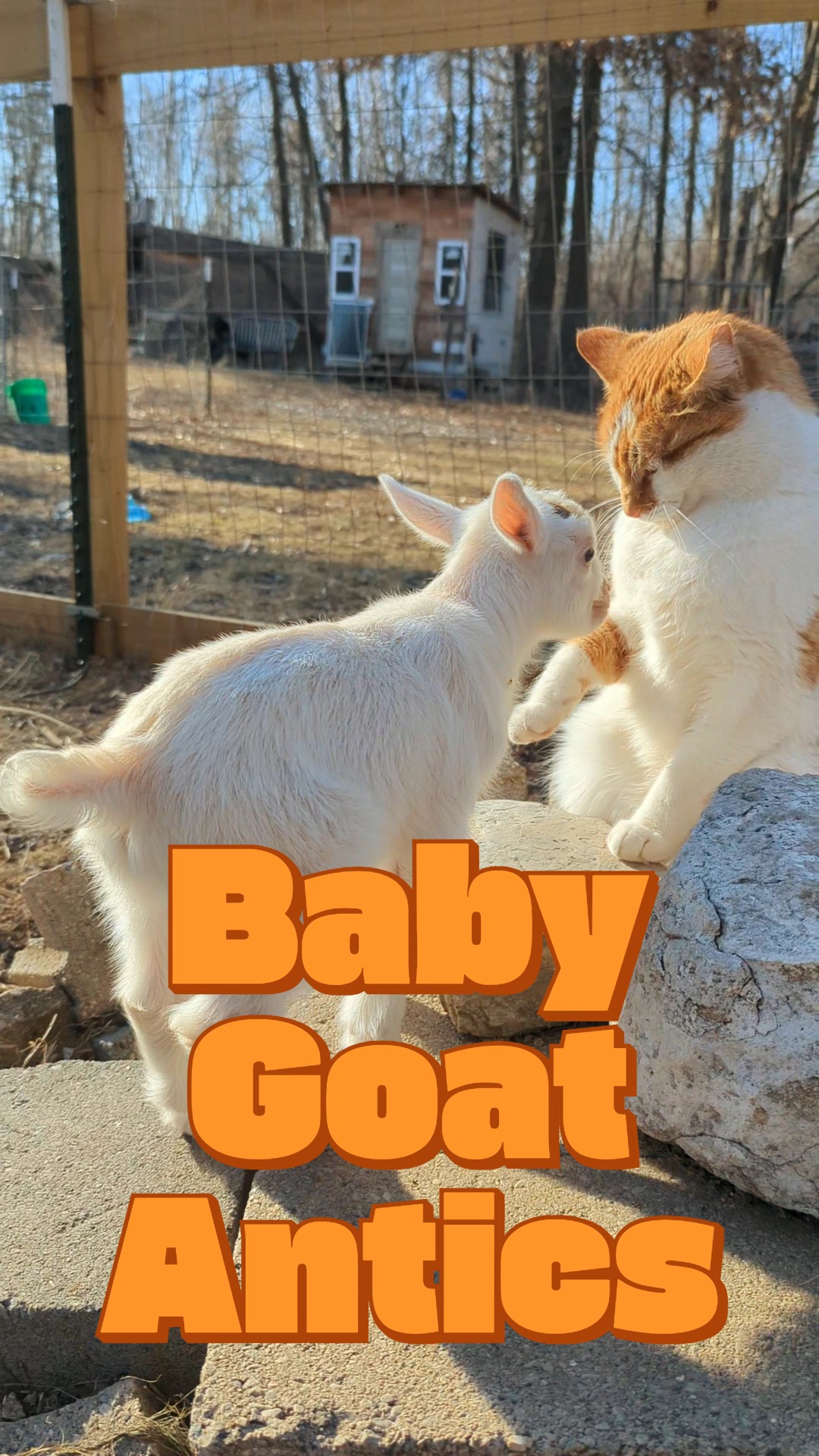 Our February and March goat kids doing kid things. Do you have a favorite baby goat?
#babyanimals #babygoats #cute #sillybilly #animalshorts #antics #nigeriandwarf #adga