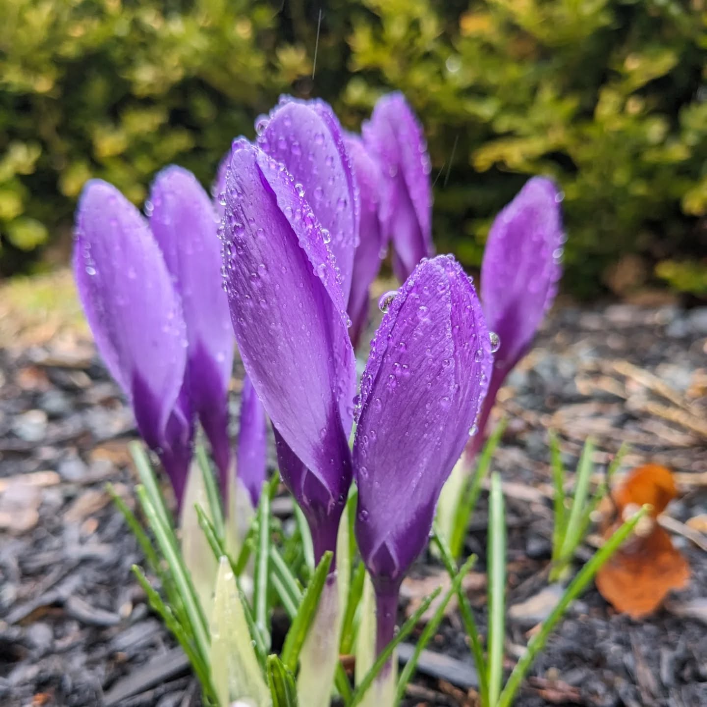 Spring is coming ๐ฑโ๏ธ
I see crocuses and daffodils! What else can you see beginning to grow out there?
.
.
.
.
#spring #gardening #flowerphotography #flowers #plantsagram #planttherapy #plantsmakepeoplehappy #gardenlife #plantsofinstagram