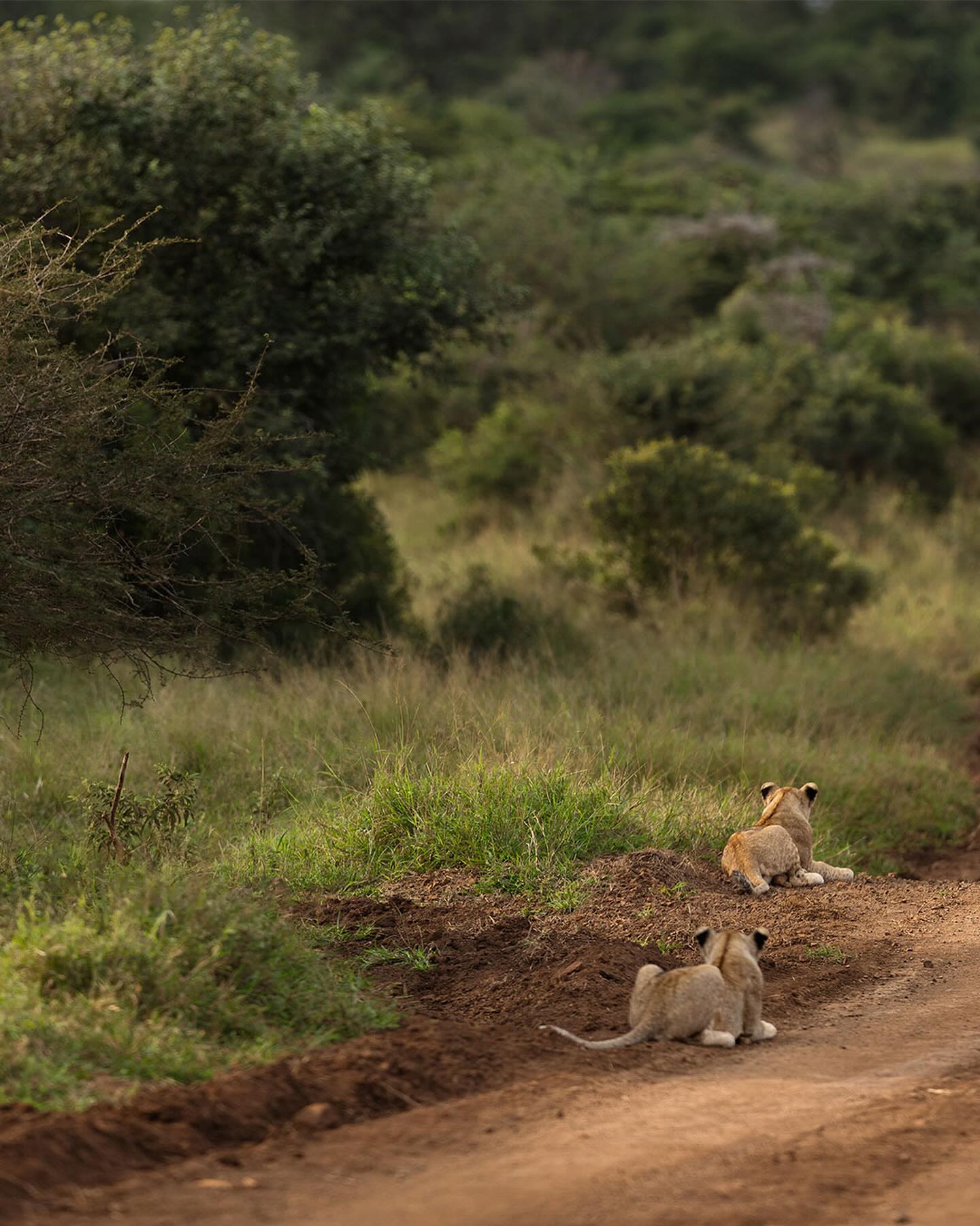 Lions have been reintroduced into about 60 smaller game reserves in South Africa over the last 30-40 years. Wildlife managers have become very proficient at managing them and are attempting to maintain as much genetic diversity as possible in the ‘population’ by moving individuals from one reserve to another.
These reserves are often quite small, some can only house one pride of lions, most can have several prides. Collectively they add 900 to 1000 lions to the wild population in Africa. That’s 5% of all lions in Africa. This is significant and an approach that can be used in other parts of Africa👍🏼♥️🦁
#lions #lion #bigcats #big_cats_nature_photography #africa #africansafari #africageophoto