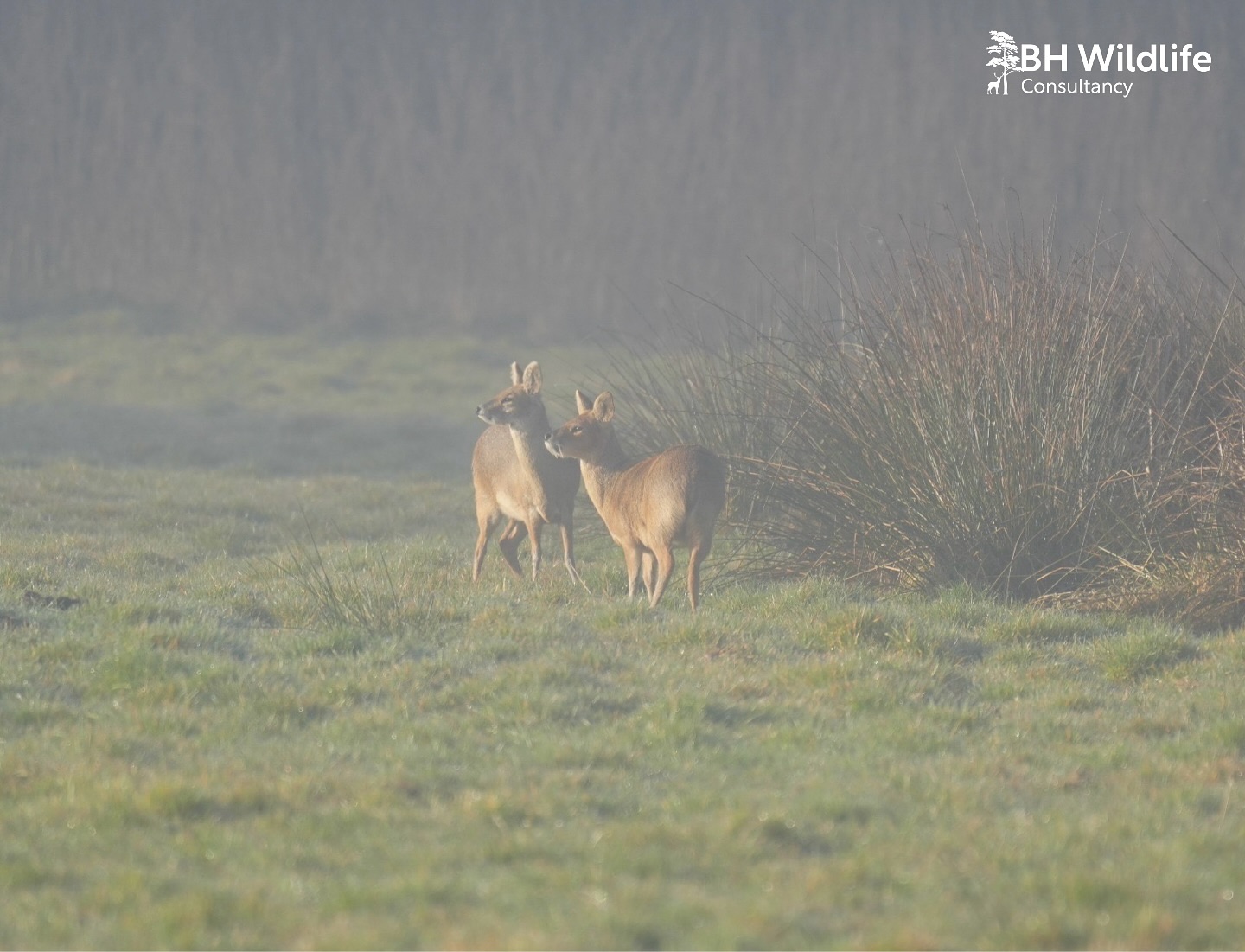 Chinese Water Deer in the Broads National Park.
Last week we were back in the broads surveying the deer population at a landscape scale and seeing all the other wildlife it has to offer. Chinese water deer were again the dominant species recorded in terms of number and distribution.
More on this project to come.
#BHWildlifeConsultancy #BHWC #drone #dji #dronephotography #dronestagram #drones #droneoftheday #dronelife #djiglobal #aerialphotography #nature #djimavic #dronepilot #dronevideo #droneshots #dronefly #landscape #aerial #matrice #chinesewaterdeer