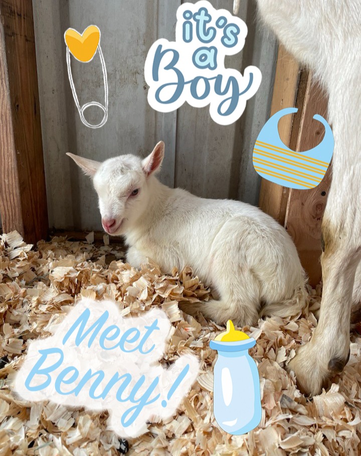 ✨Big news at Duxbury Creamery! ✨On April Fool's Day (no joke!), we welcomed our very first baby Saanen goat! Meet the handsome baby boy Benny! 🥰 He's already stealing hearts with his adorable bleats and wobbly legs. Mama is doing an amazing job, and they're both thriving.
#DuxburyCreamery #BabyGoatBenny #FarmFresh #NewLife #GoatLove #duxburymade #SupportSmallBusiness #FarmAnimals