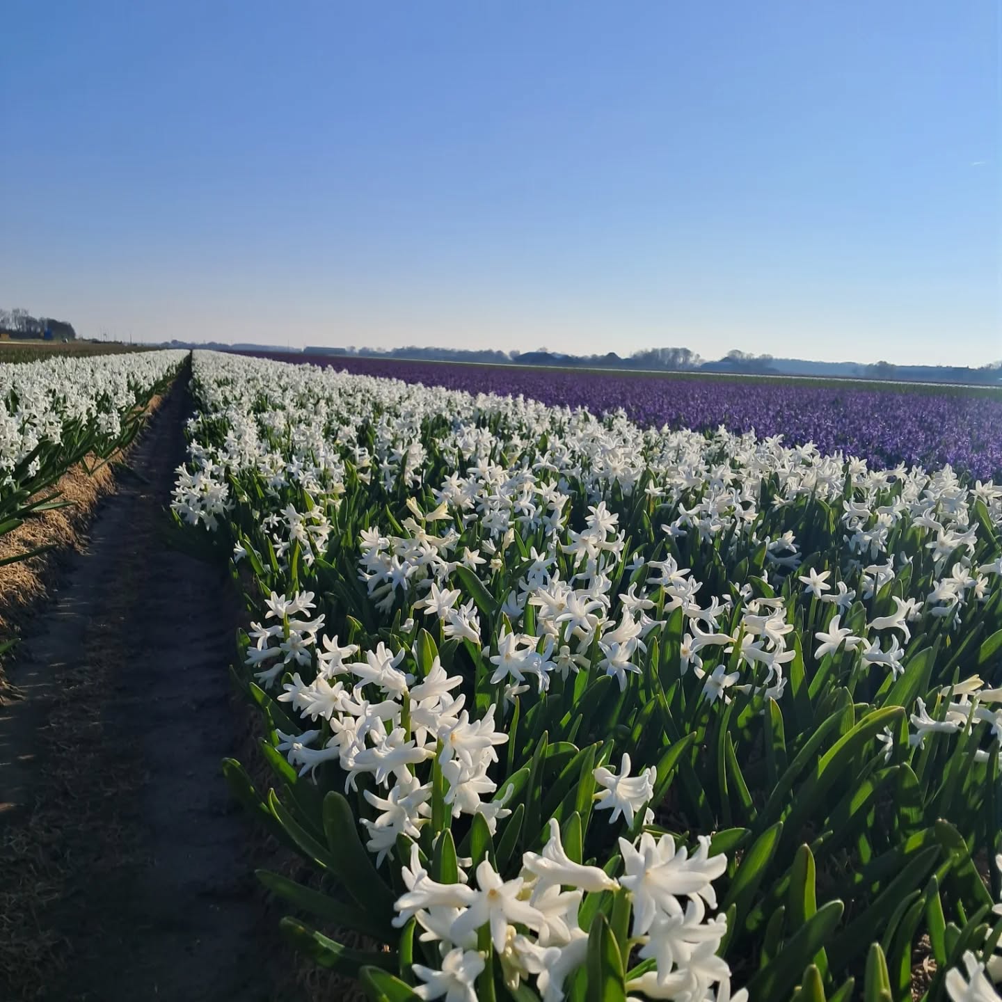 De hyacinten staan in volle bloei en de bloemen ruiken geweldig lekkerrrrrr 🪻😎😃