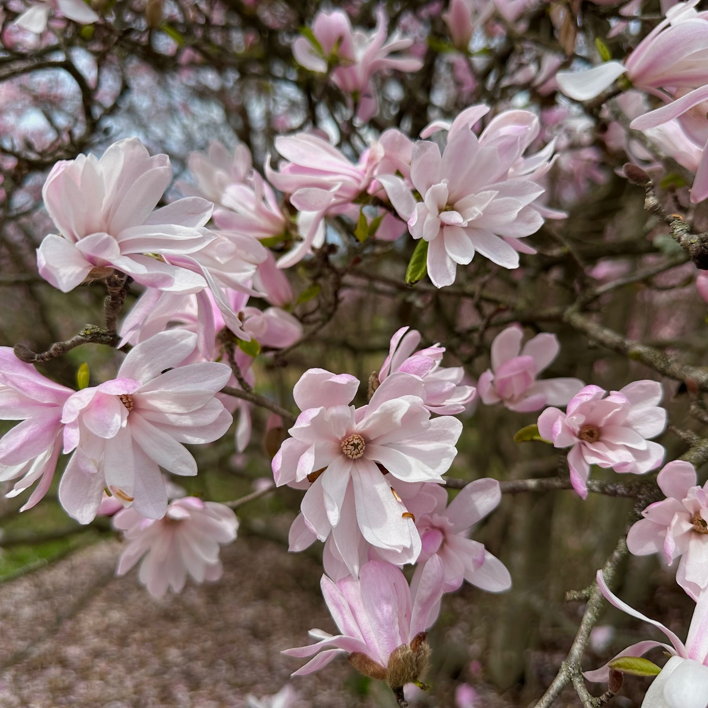 The Morris Arboretum & Gardens is exploding with color! Cherry trees and magnolias in particular are magnificent. But don't miss the Spring ephemerals, like Virginia Bluebells hiding in plain sight. #morrisarboretum #philly #padaytrips #bewellbeoutdoors