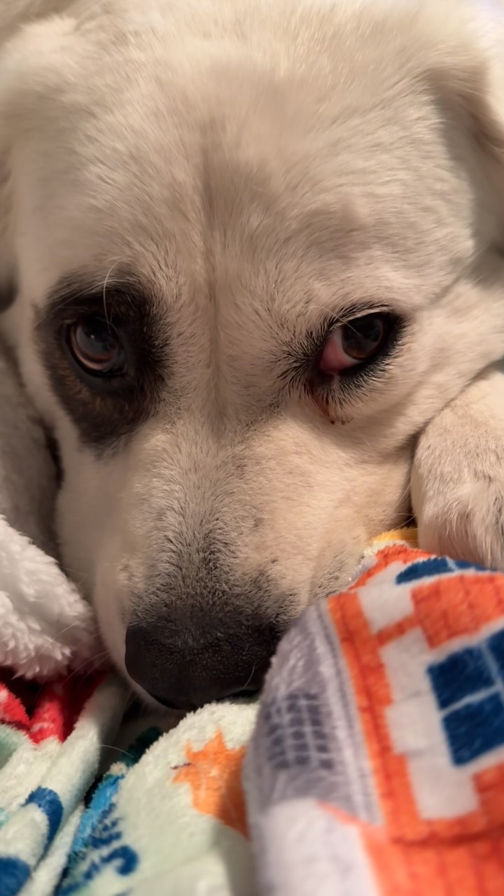 I love this dog! 🏴☠️💖
#dogsofinstagram