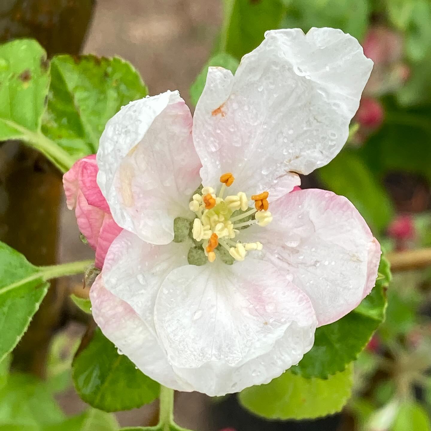 Dreary weather is no match for these cherry apple blossoms. Fruit trees just arrived for the season.
#roundtreefarmgreenhouse #springseason #fruittrees #appletrees #cherrytrees
