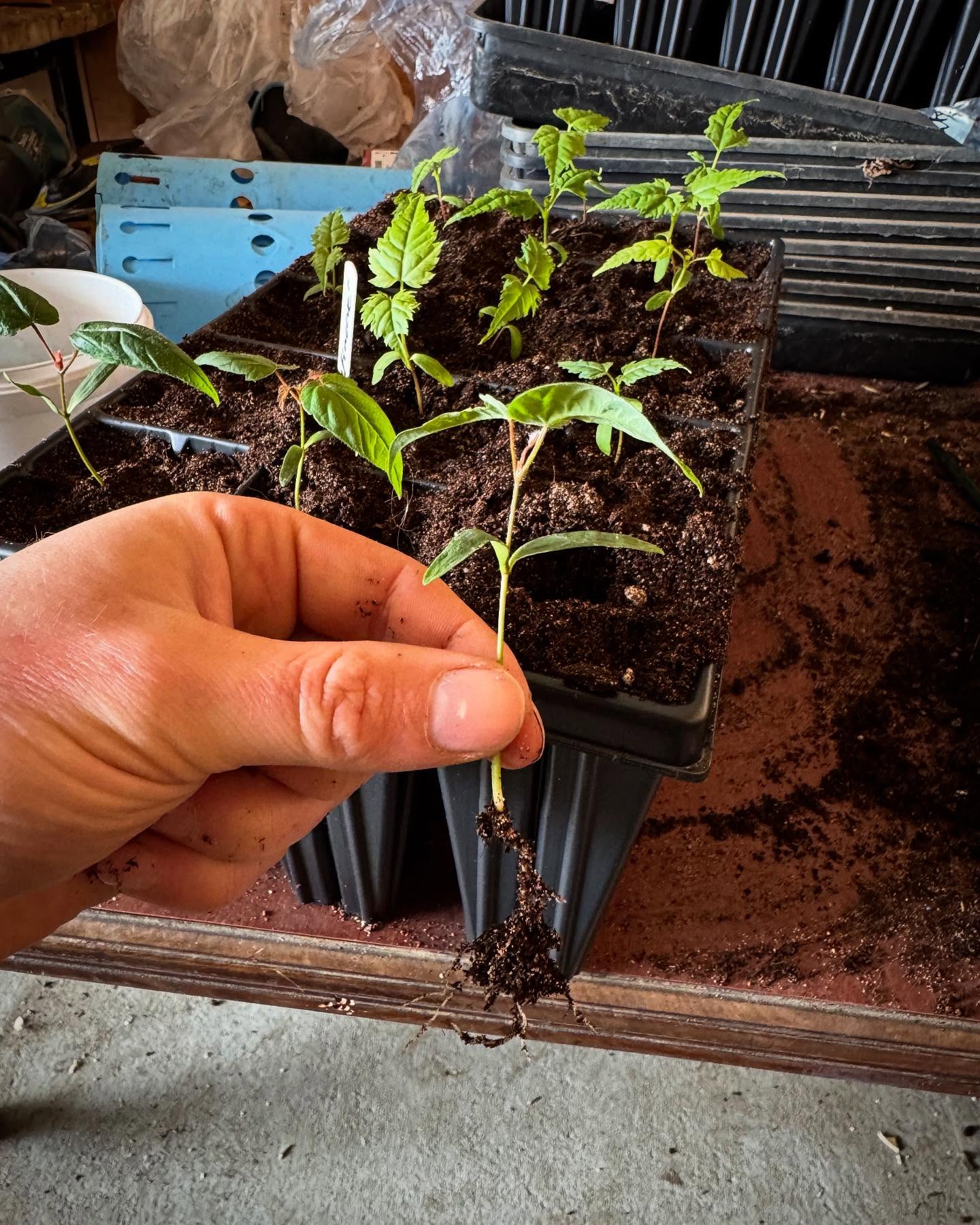 Potting on Acer seedlings π± π