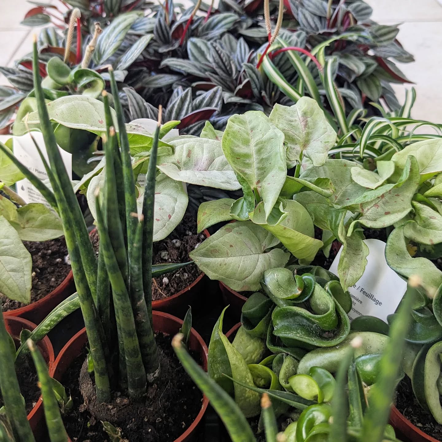 Sneak peak at some of the plants featured at our plant n' sip at @luckettvineyards ๐ท๐ฟ (link in bio)
You'll also be treated to a full brunch paired with Luckett wines at "Press '1' to Plant" - reserve your spot today!
.
.
.
.
#wheninwolfville #plantandsip #planttherapy #plantsmakepeoplehappy #winelover #wolfville #winetasting #plantsagram