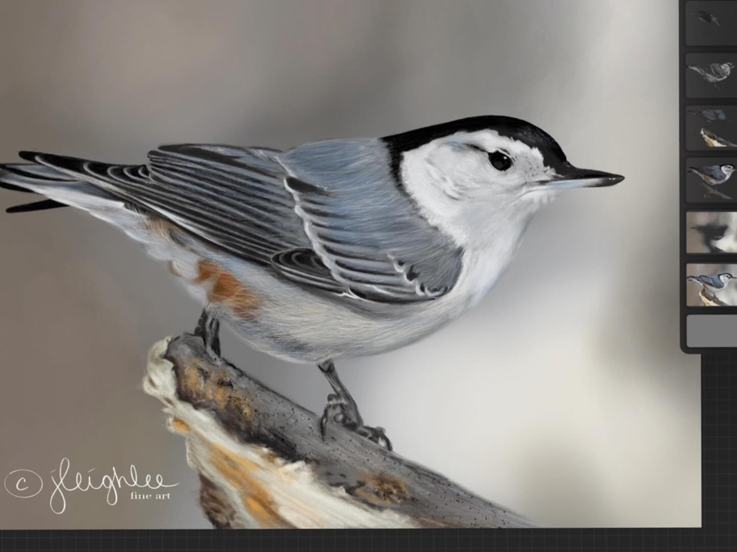 Here is my practice version on the left done digitally. I’m thinking of doing a series of local birds of the Oregon coast.