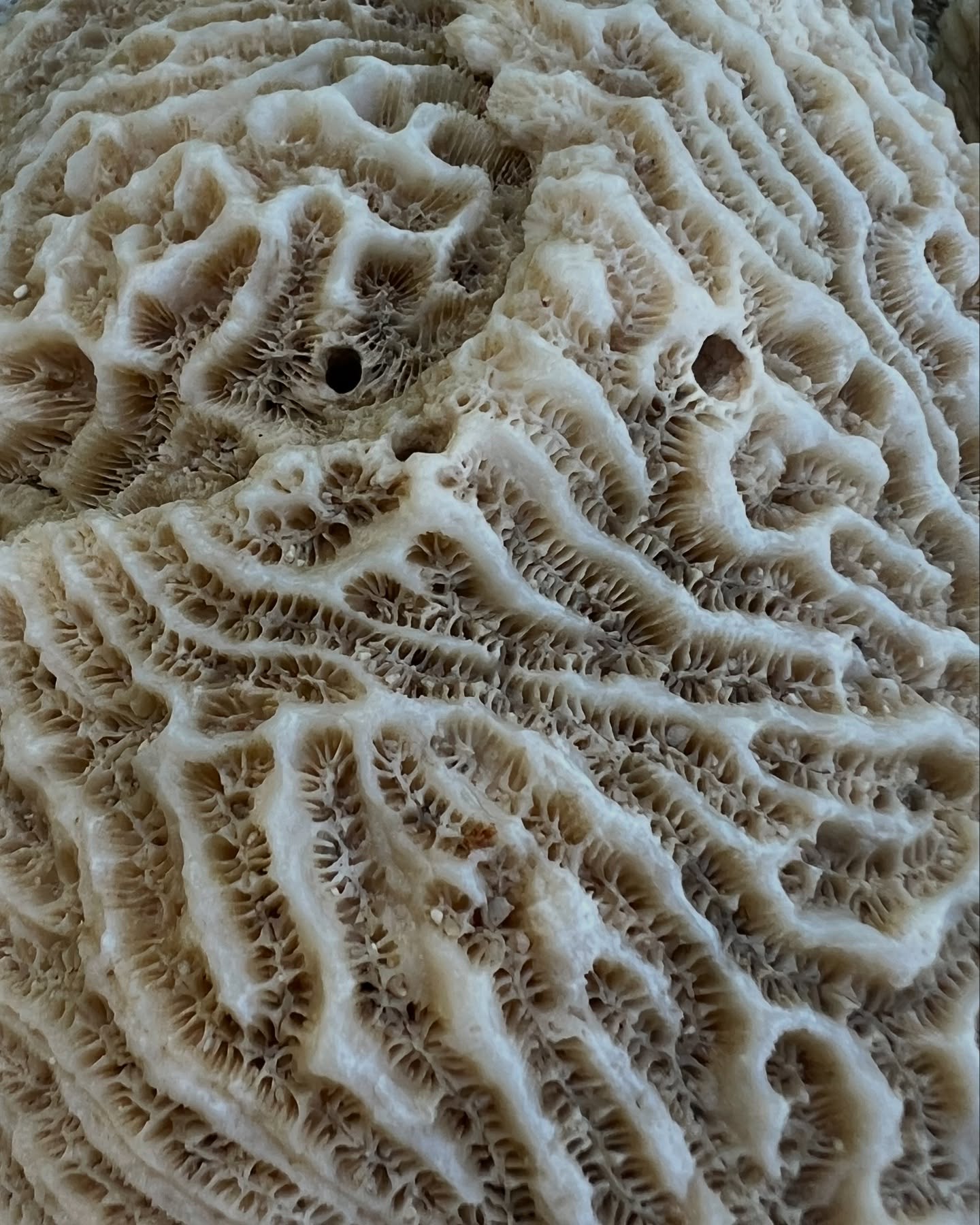 Where do you get your ideas??
👀 rocks 👀
Thank you Akumal MX for this bounty of patterns 🙏🏻🇲🇽
#art #artinspiration #patterns